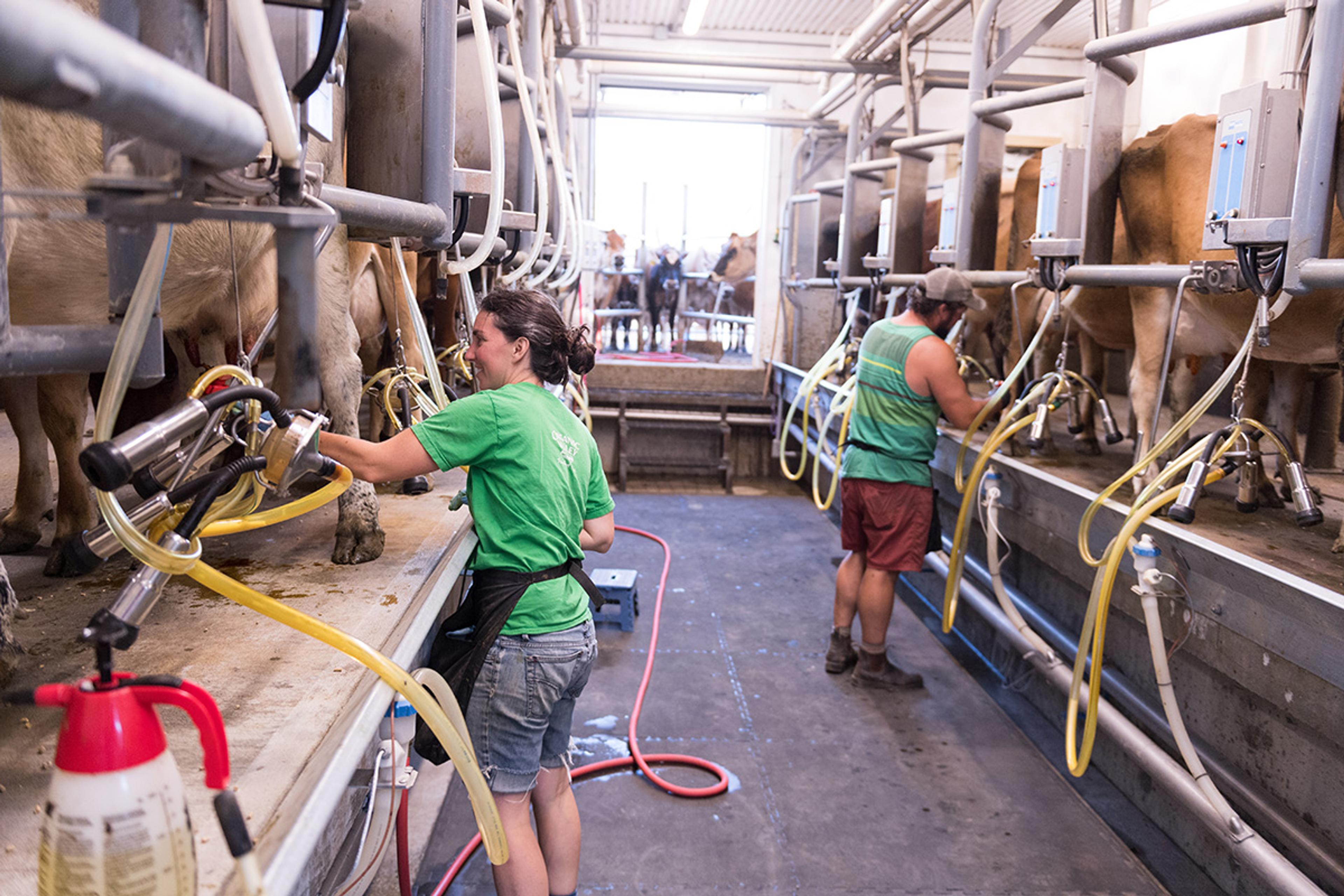 Tyler and Melanie Webb hook their cows up to the milking equipment in their barn.