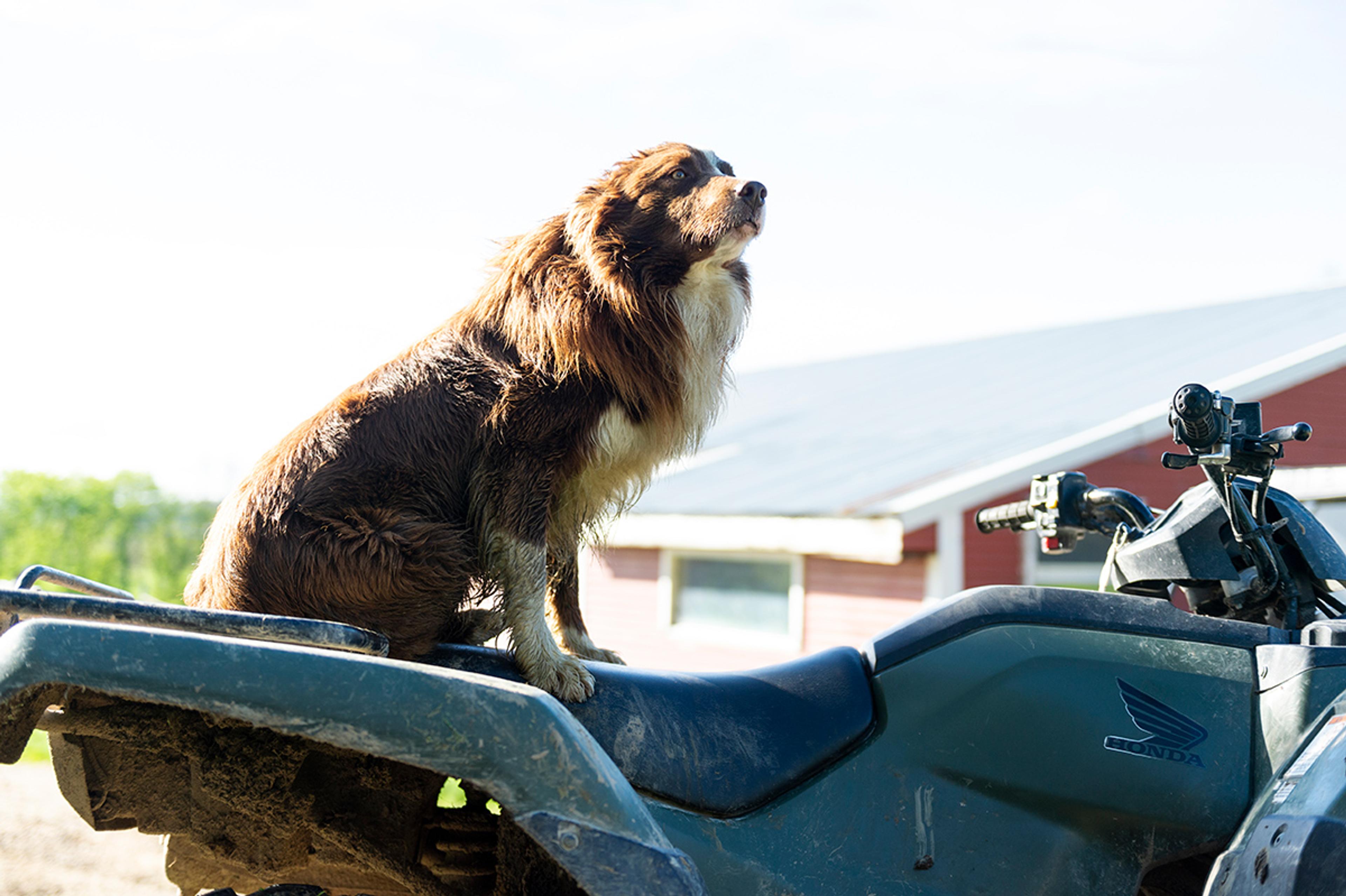 A border collie dog sits on a four-wheeler in a heroic pose with sun highlighting its fur.
