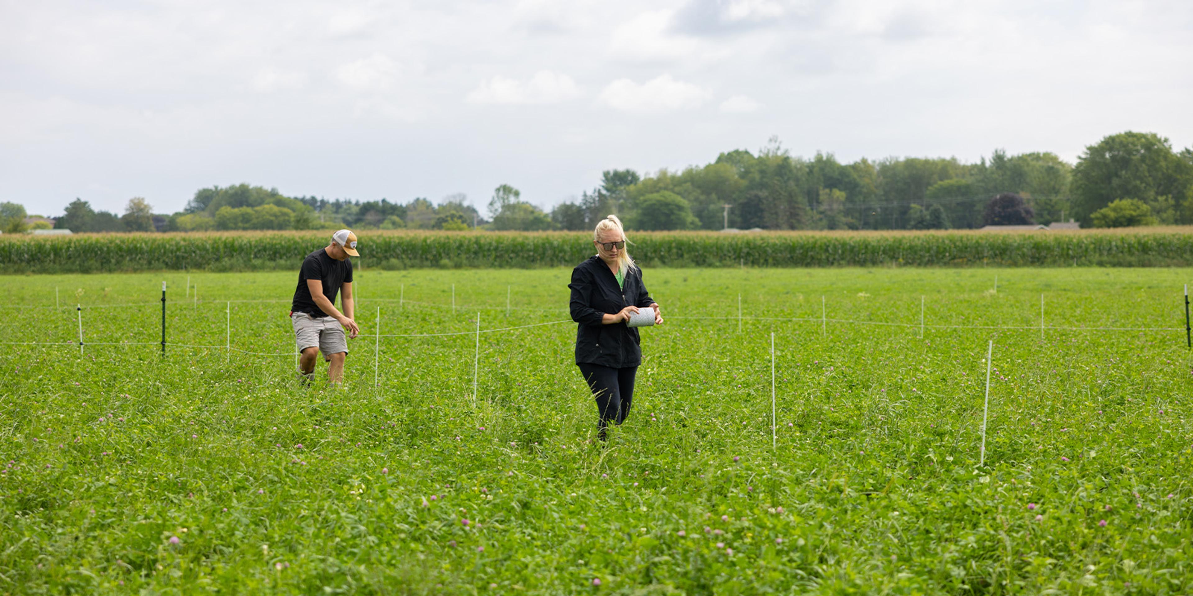 A man and a woman put up wire fencing in a pasture.