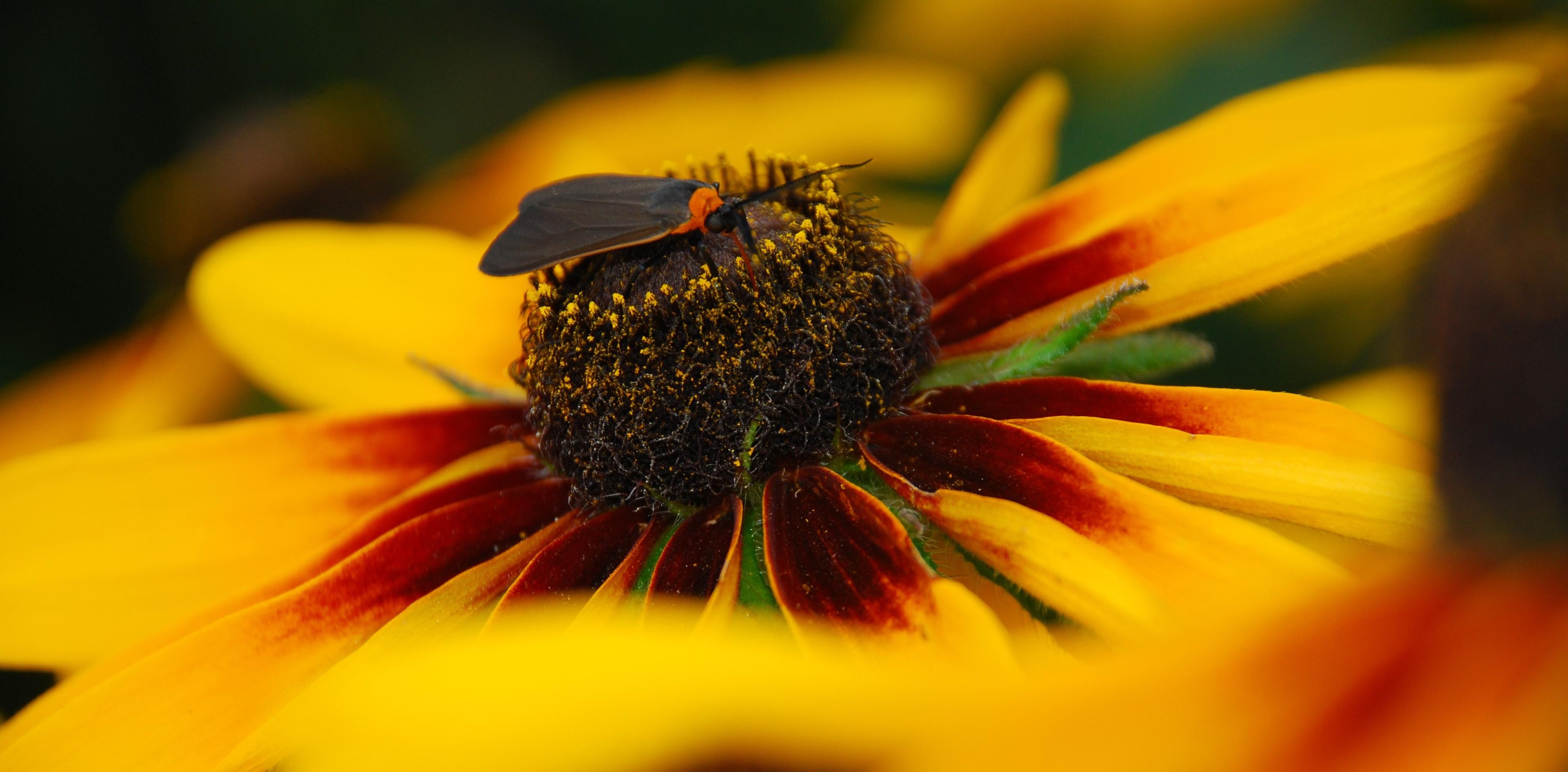 A firefly rests on a wildflower.