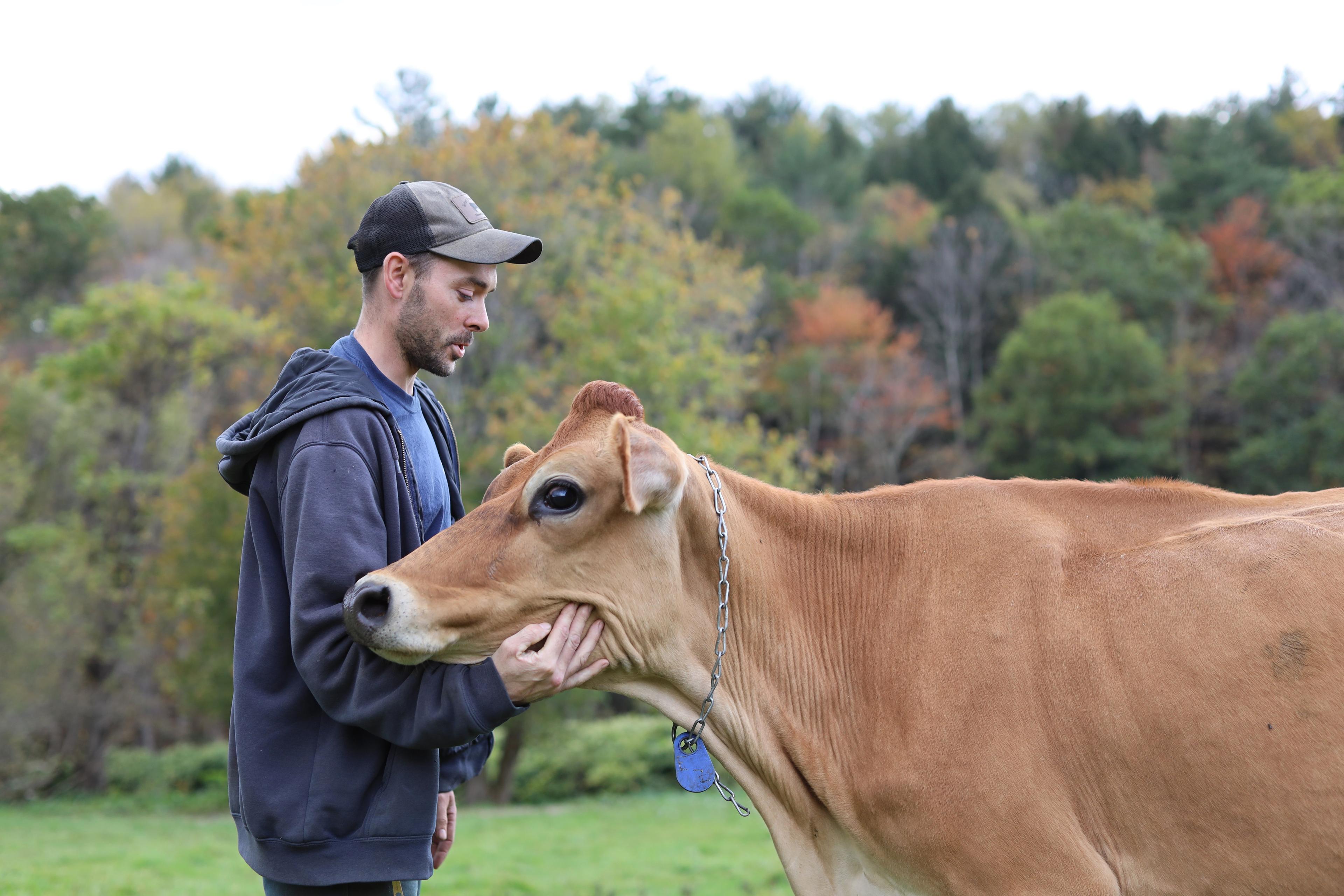 Kyle Leibold scratches a Jersey cow.