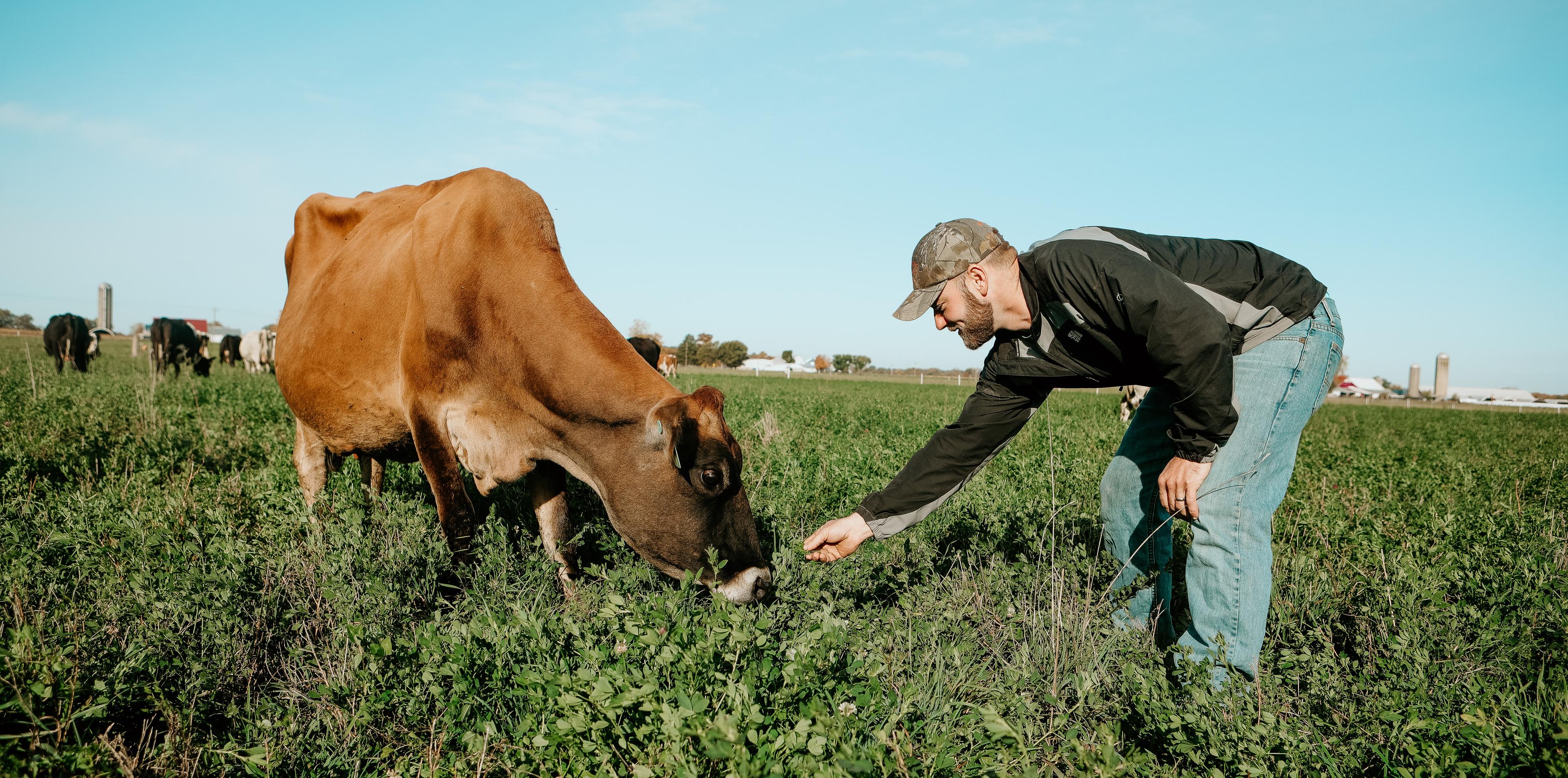 Ohio farmer Jordan Settlage feeds organic greens to a cow.