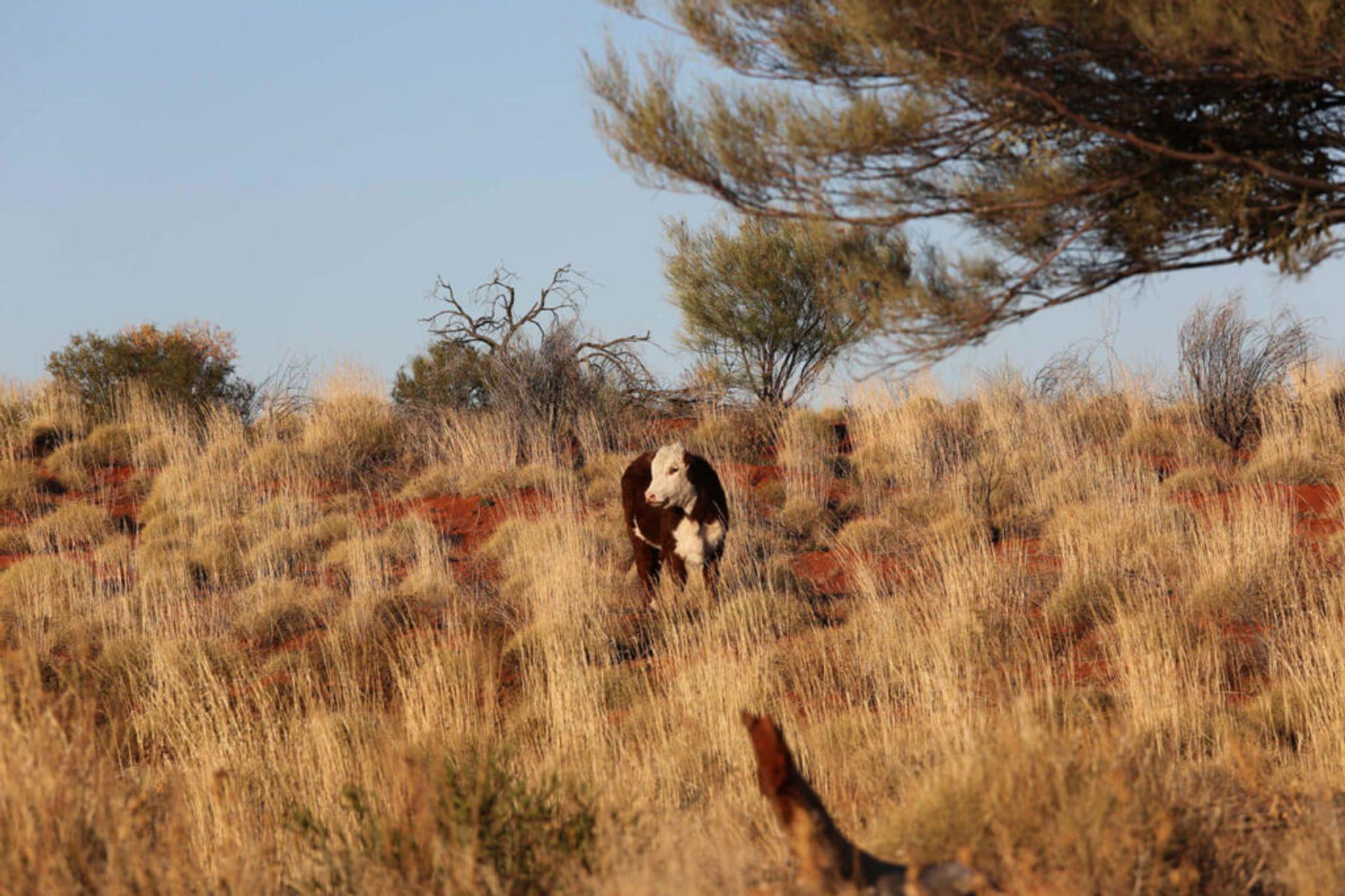 A single cow stands in tall dry grass in Central Australia.