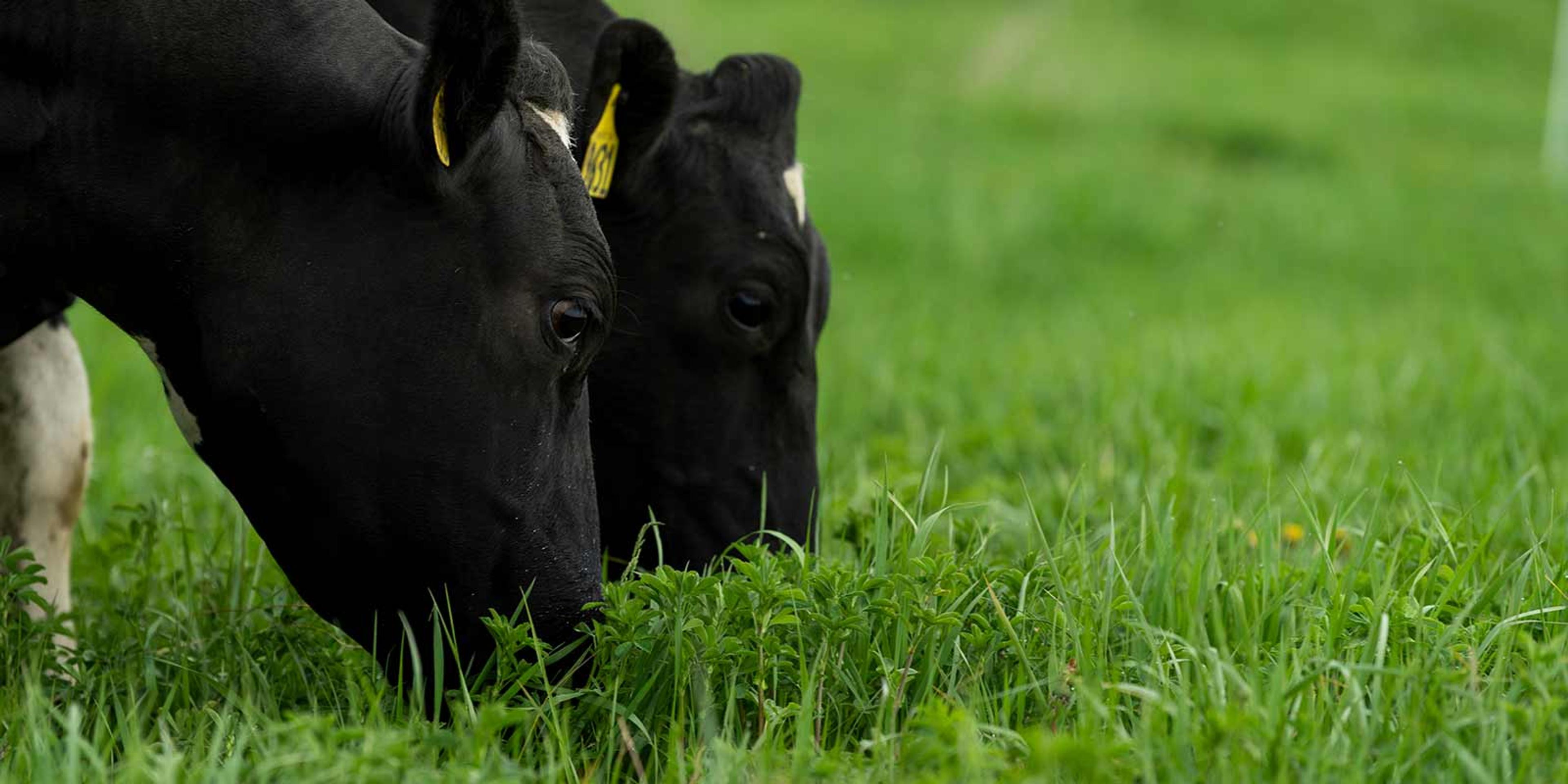 Close-up view of two Holstein cows grazing green grass with their heads close together.