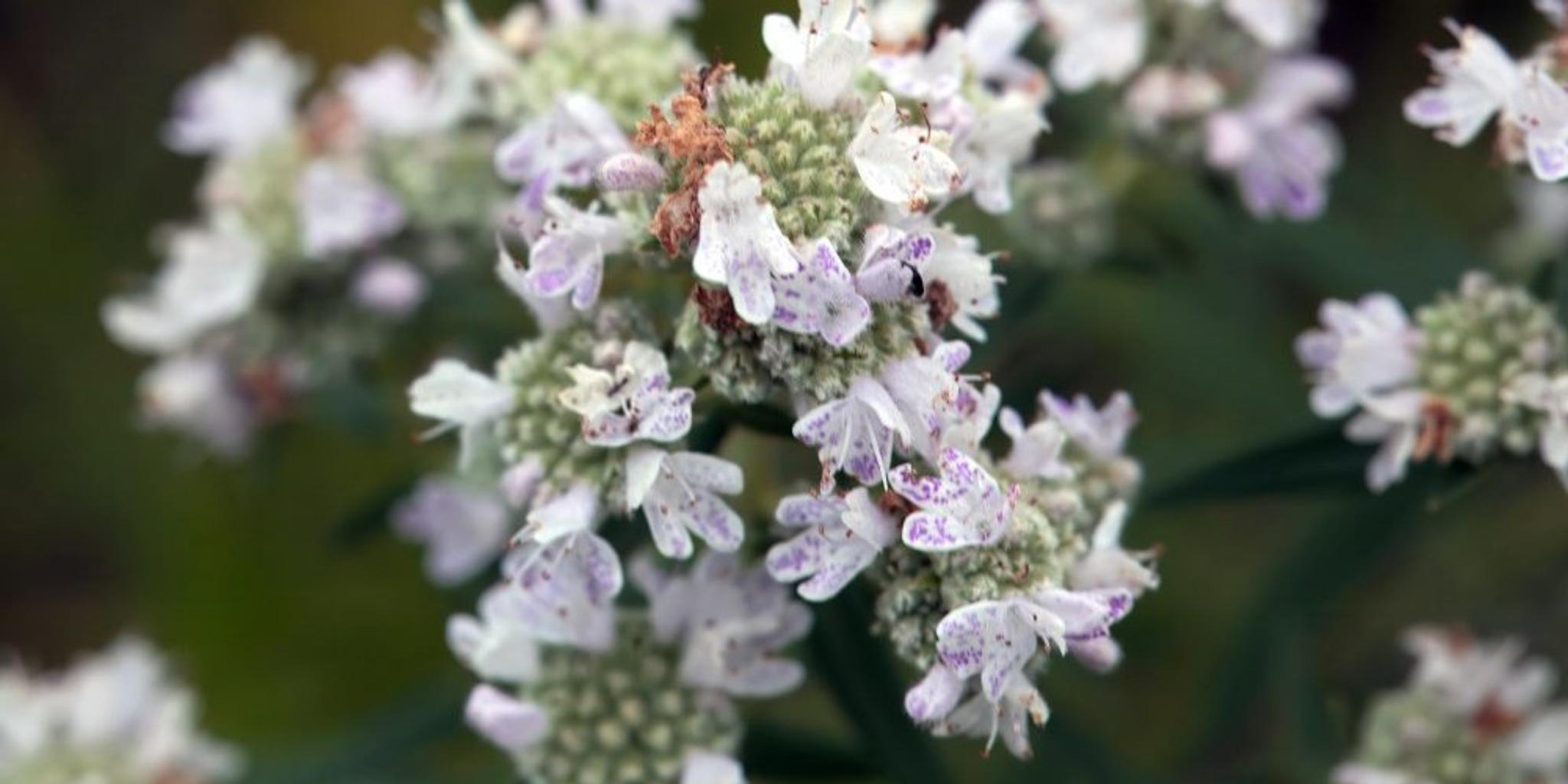 A close-up of mountain mint blooms.