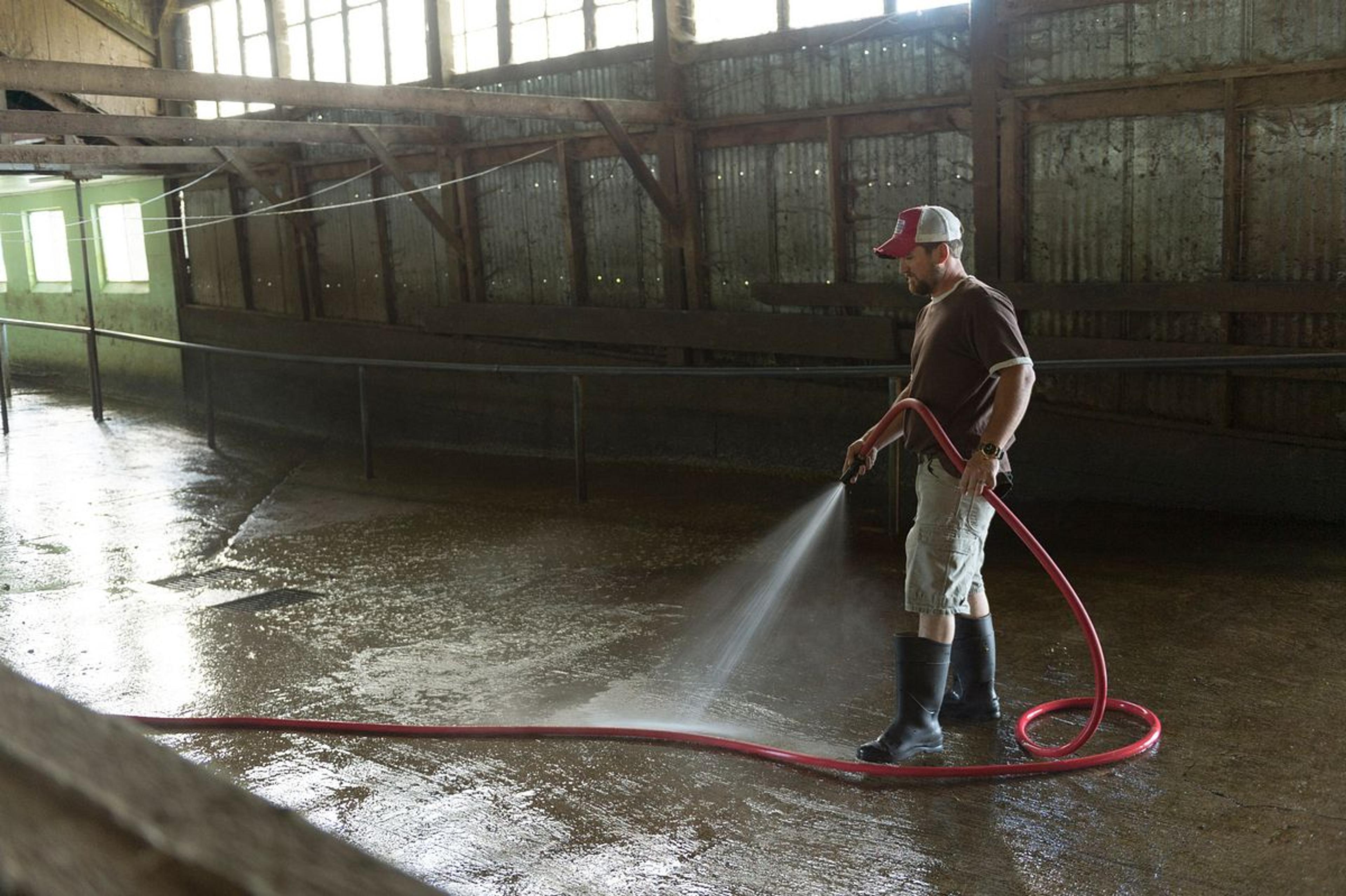 Farmer cleans out the barn for the cows with a hose at an organic farm in Washington.