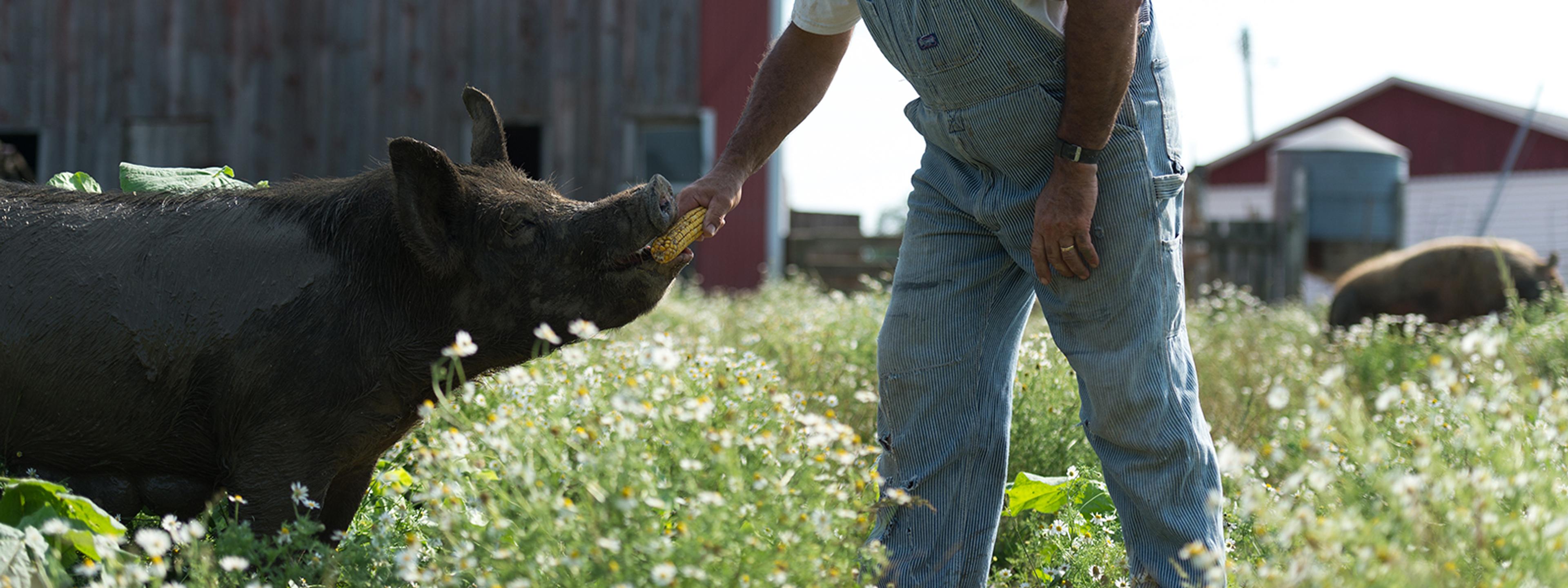 Farmer feeding a corn cob to his hog.