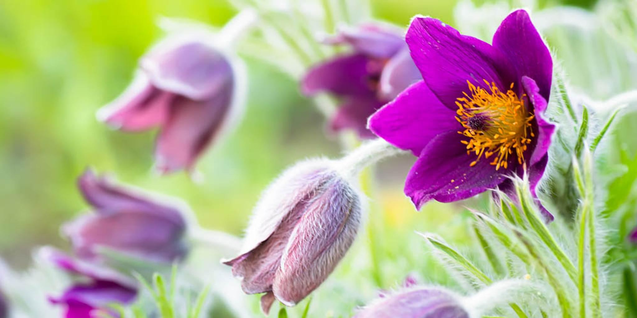 Red Pasque flowers blooms.