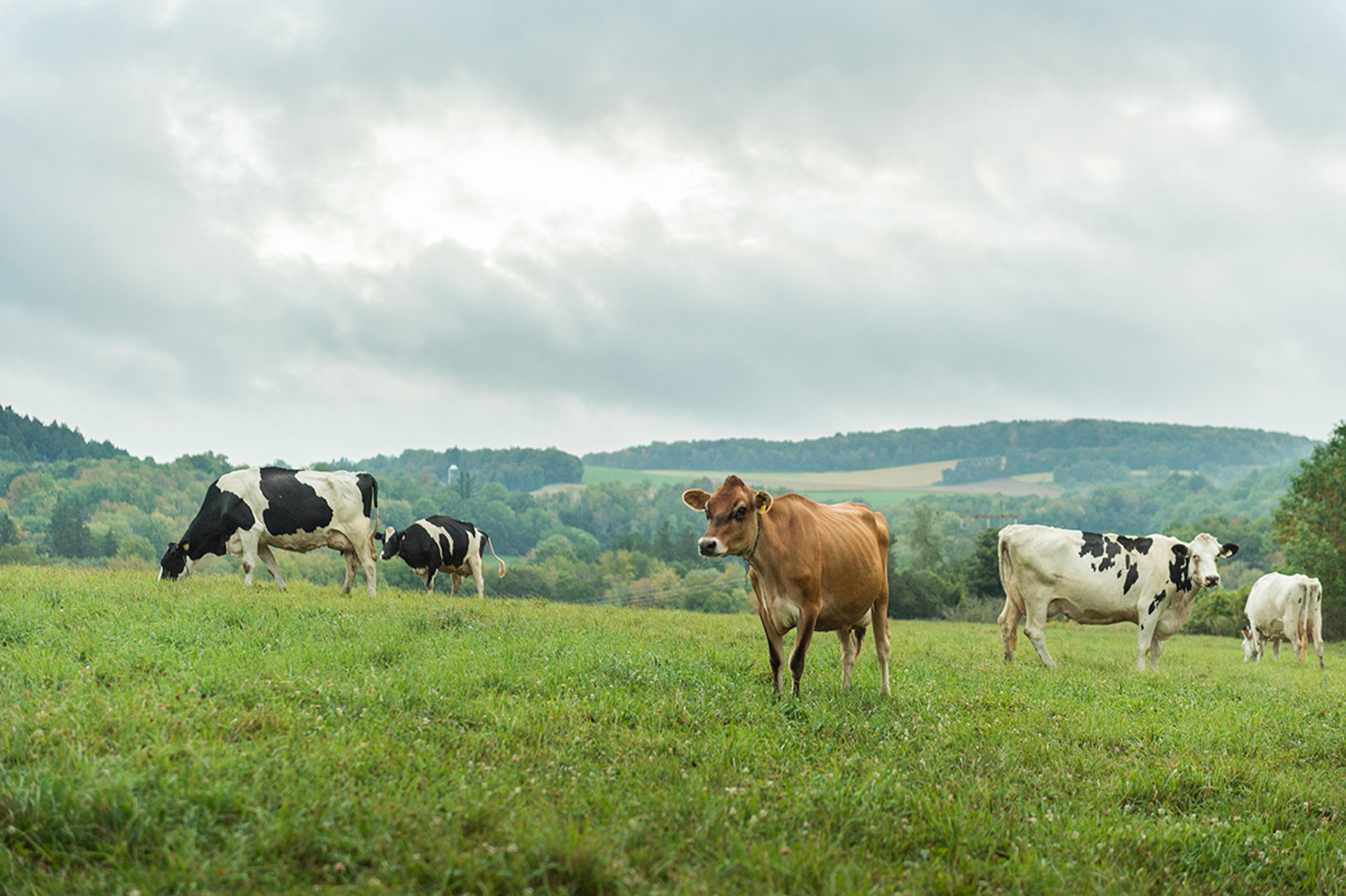 Cows graze on a hillside on a farm in New York.