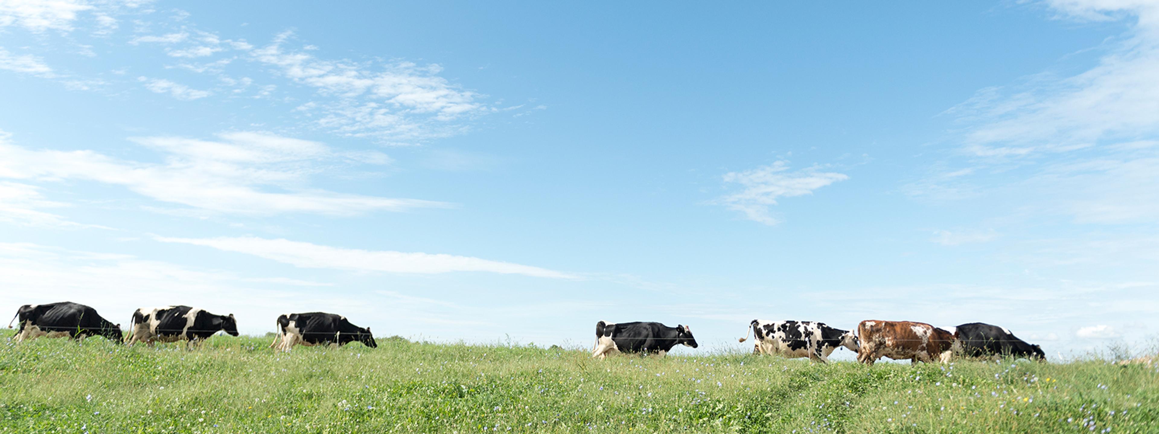 Local cows grazing in a field.