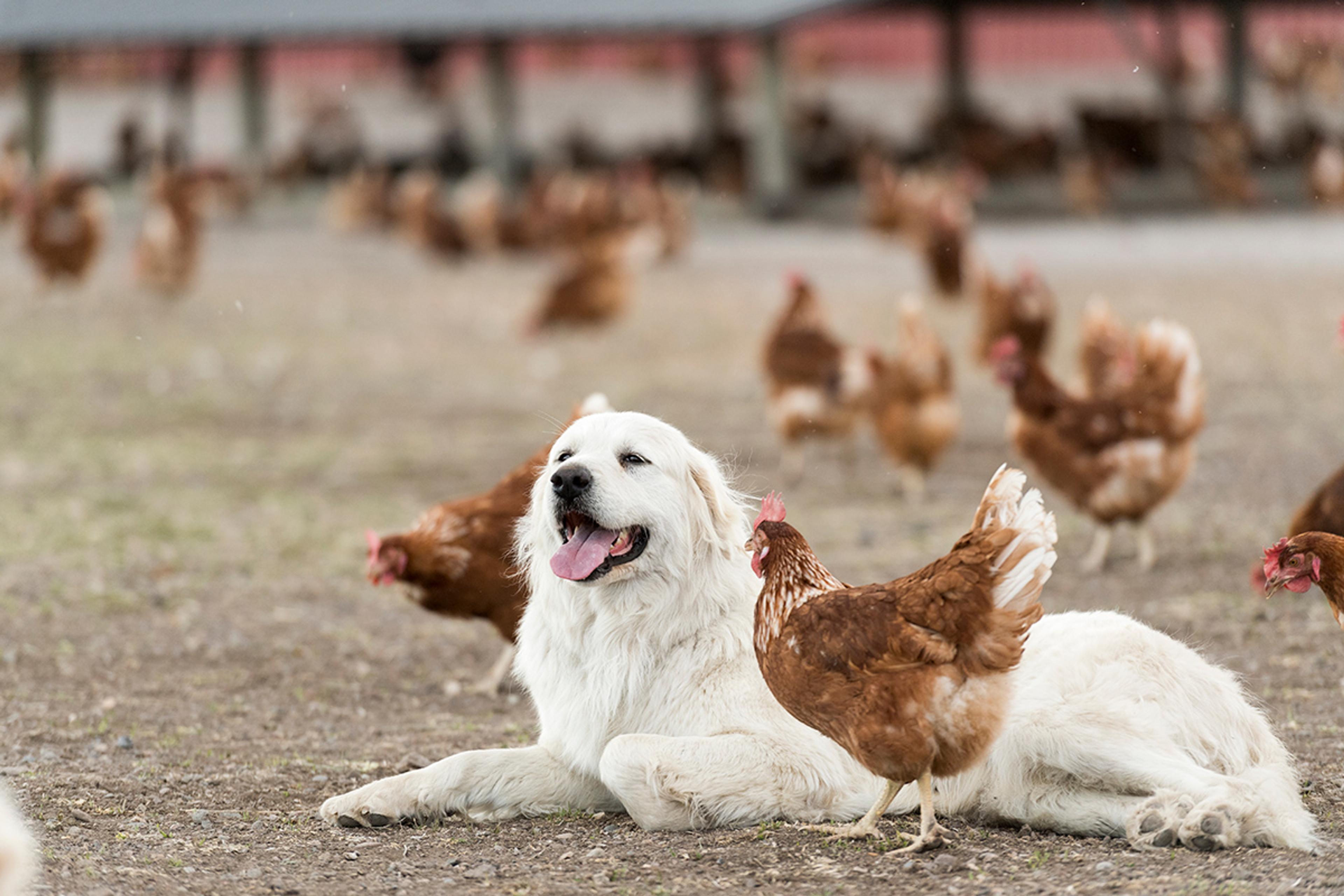 A white Great Pyrenees dog lays in a yard with brown chickens scattered around it.