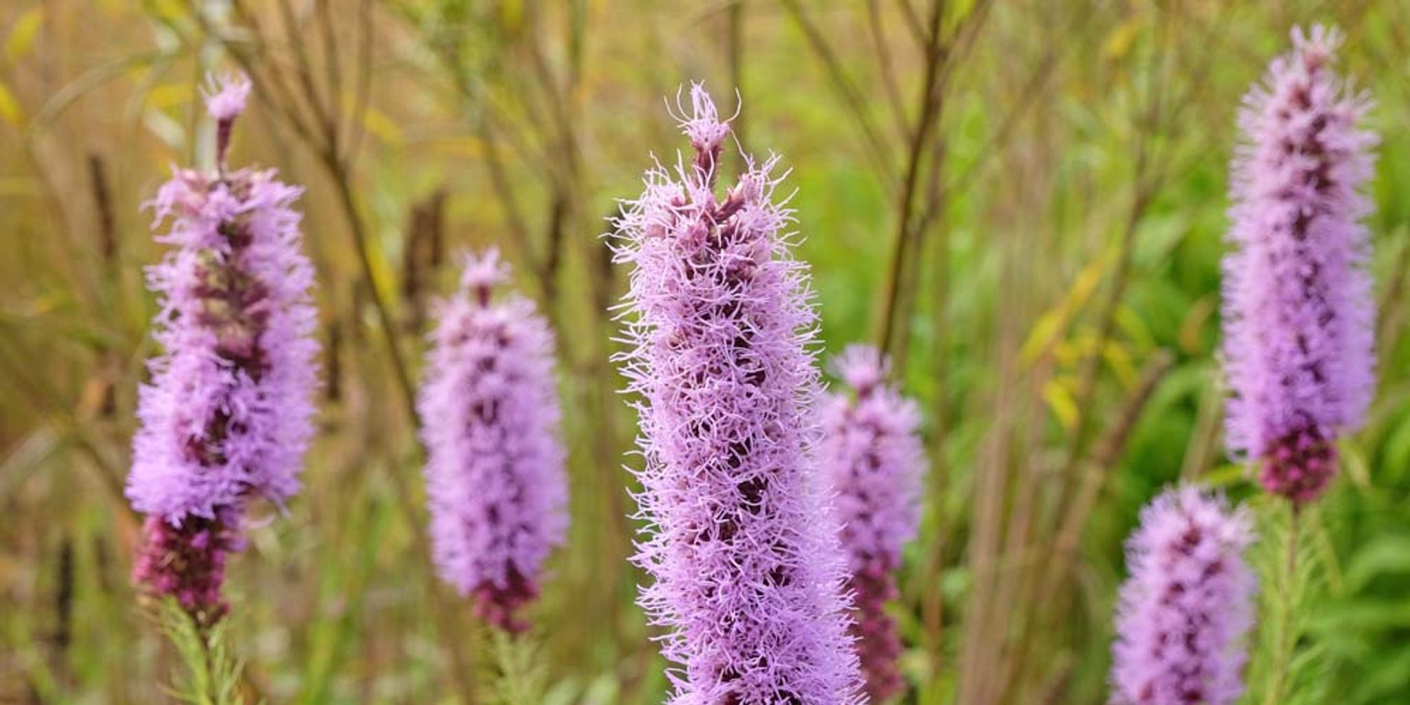 Image of numerous marsh blazing star plants.