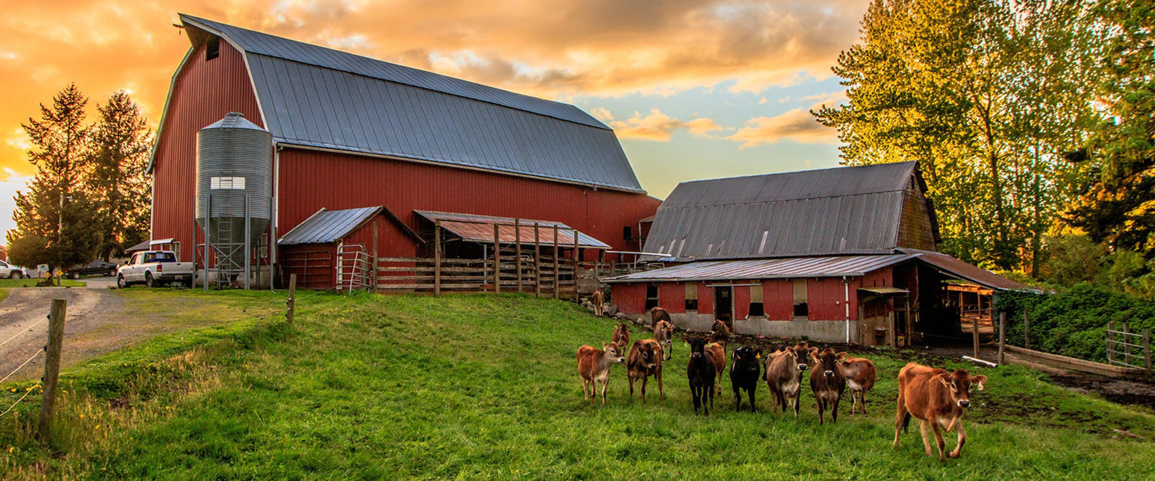 Cows on pasture at the Groen farm in Washington. Photo courtesy of Randy Small Photography.