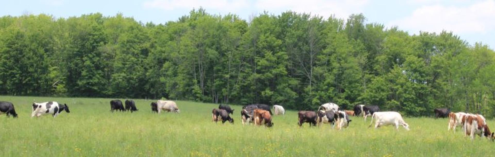 Dozens of cows on pasture eating.