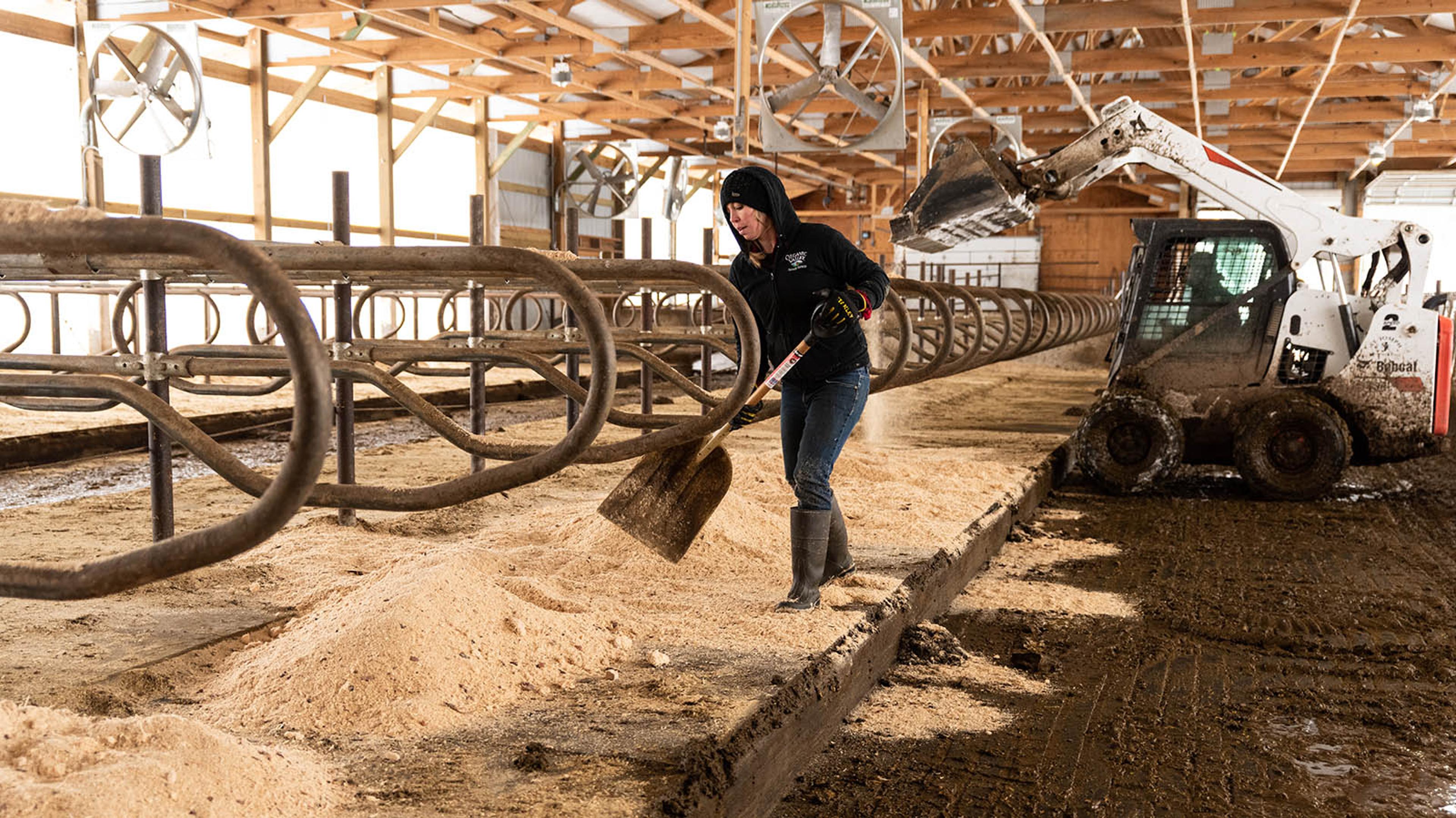 Kristina spreads out the bedding in the freestalls.