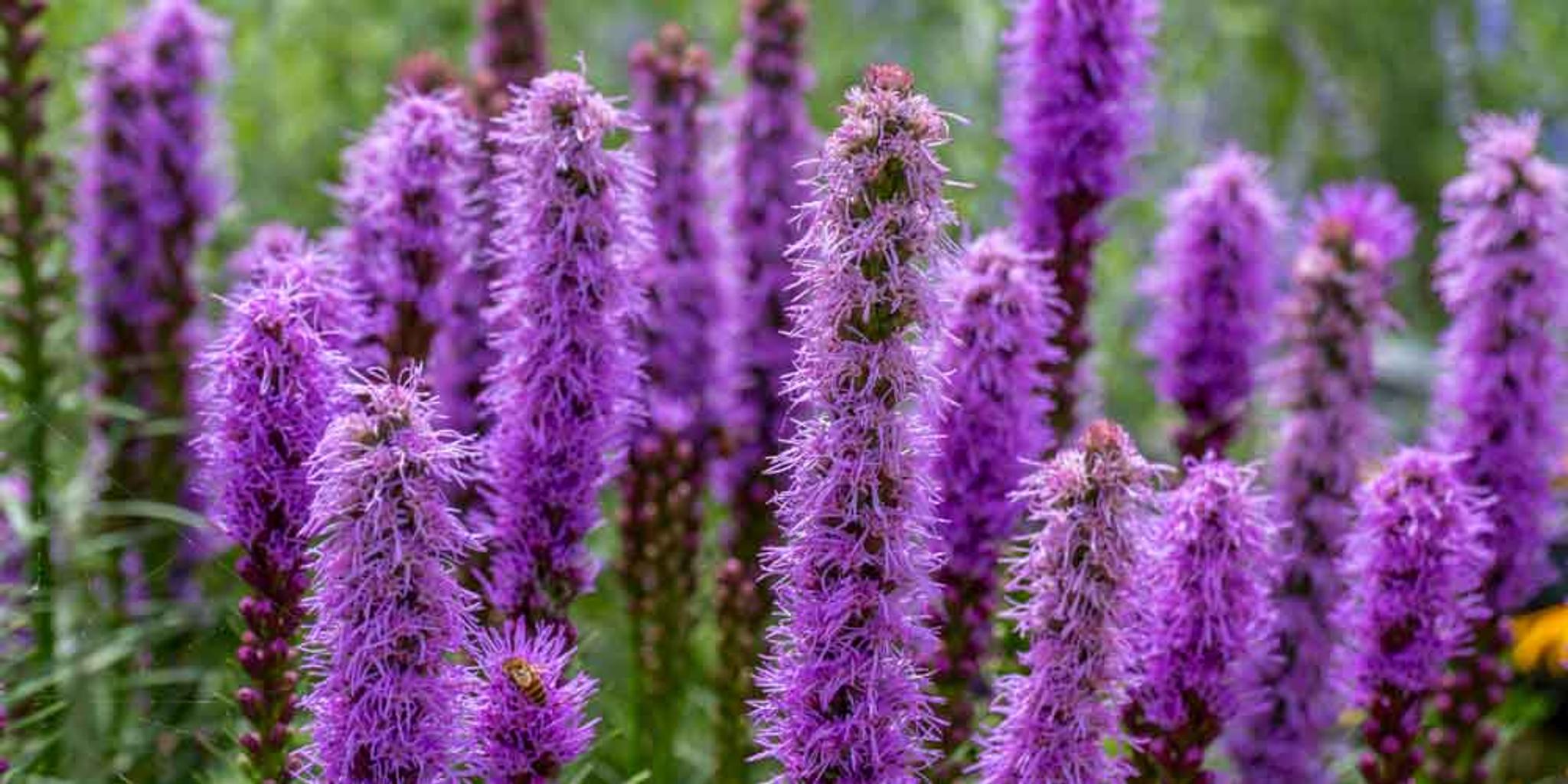 Bunches of vibrant prairie blazing star plants. 