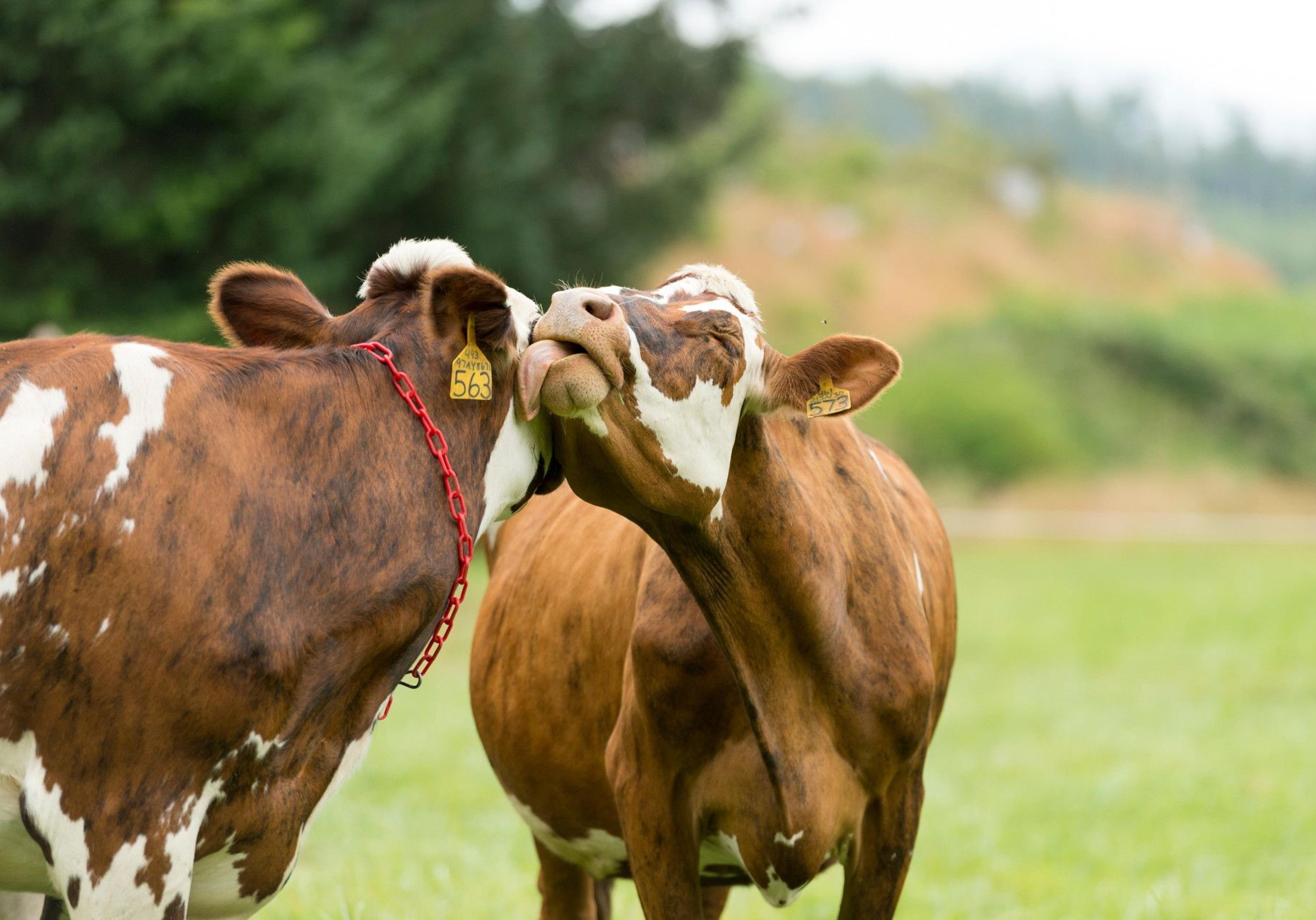 Cows on the Johnston family farm in Oregon.
