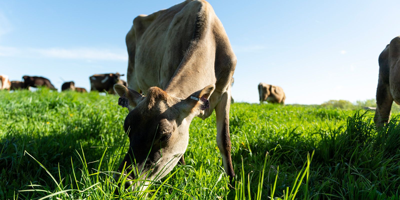 Rootstock Cow Chow What Do Our Dairy Cows Love To Eat Organic Valley