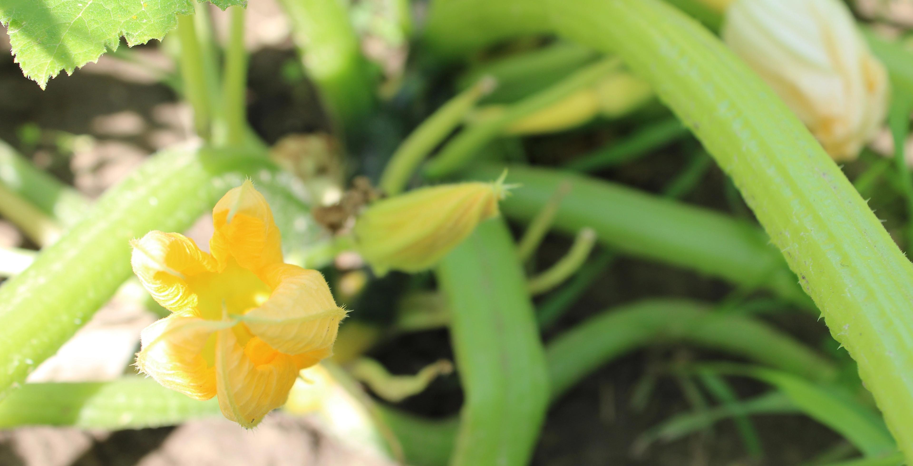 A blossom on a squash plant. 