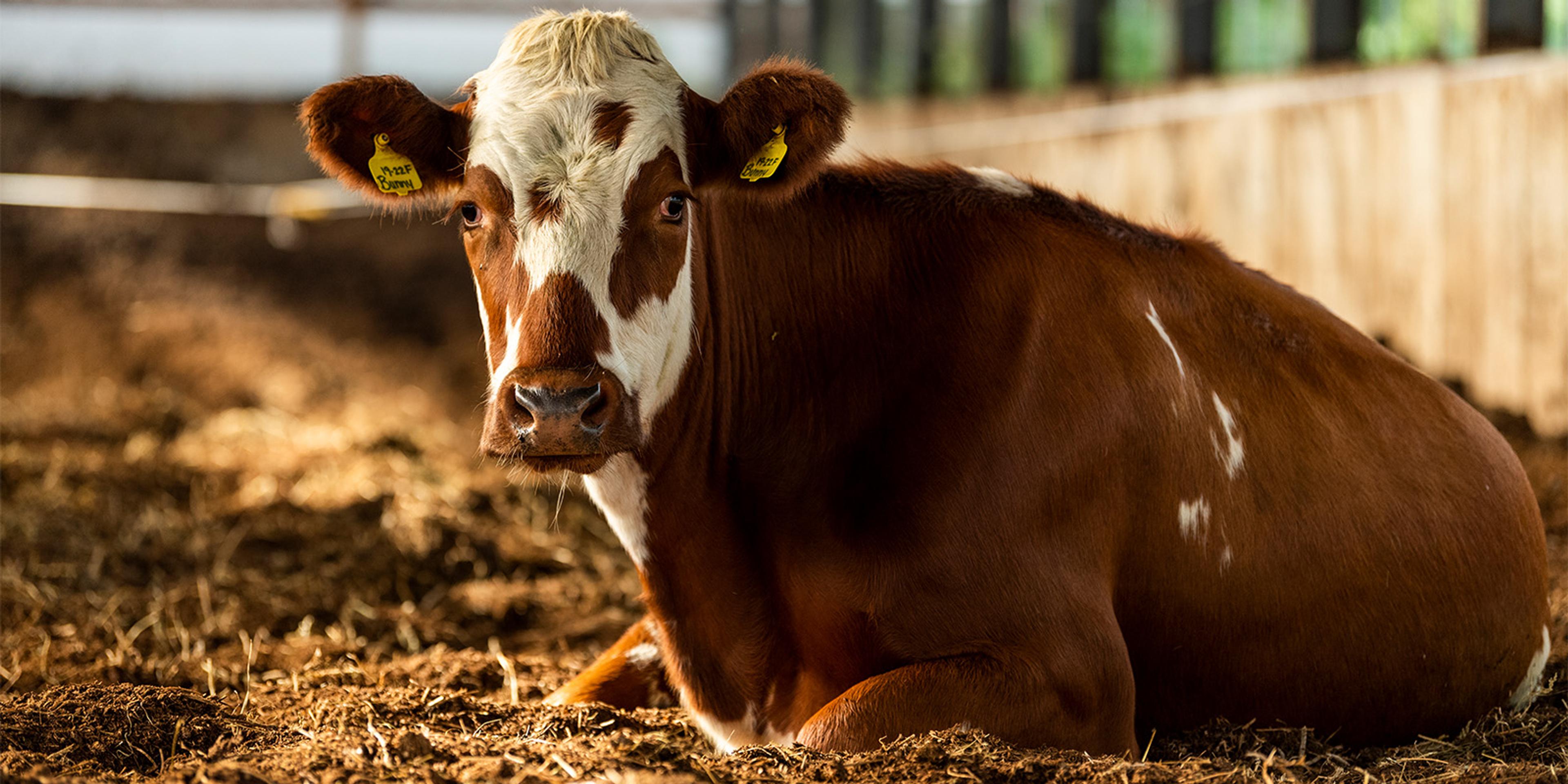 An organic dairy cow lies on fresh bedding in a barn at the Johnson family farm in Wisconsin.