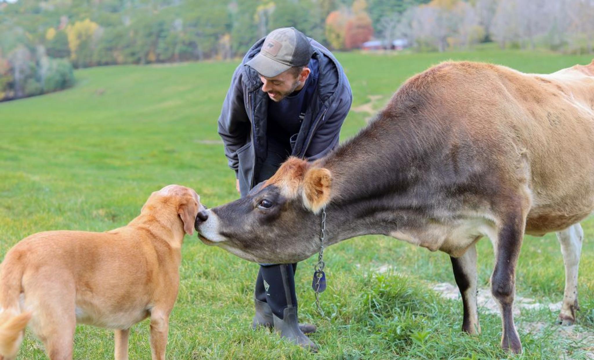 Organic cow with farmer and dog in a field.