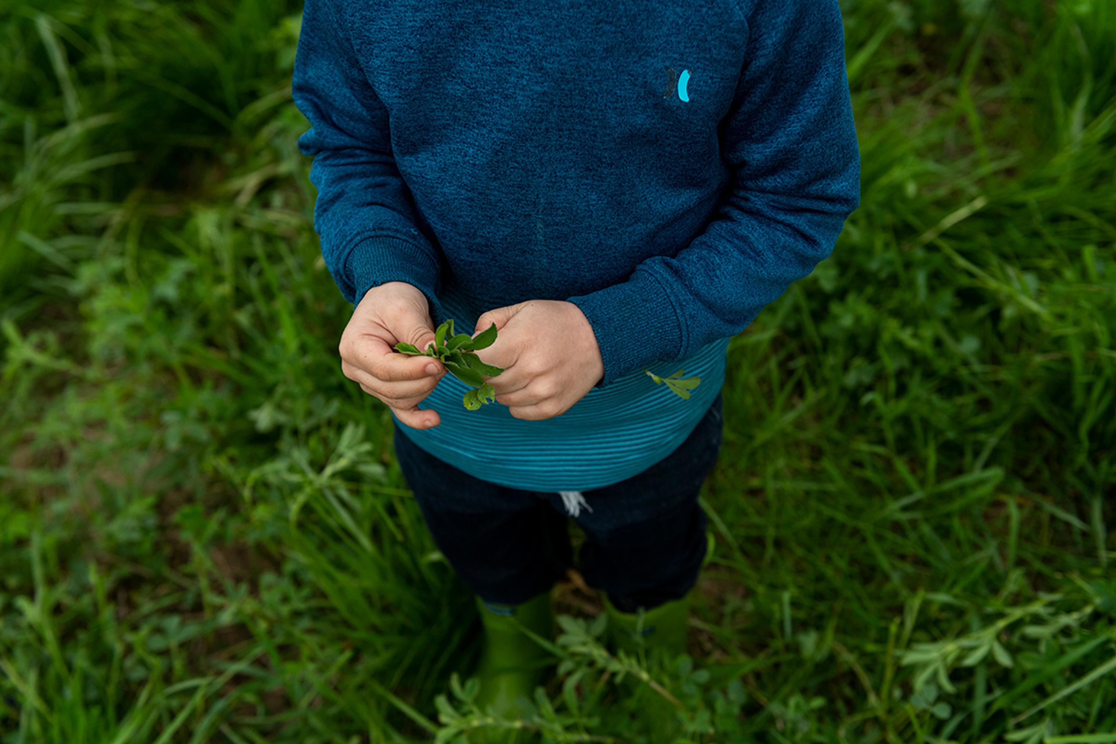 A view from above of a child’s hands holding some green pasture grass, with a field of grass surrounding them.
