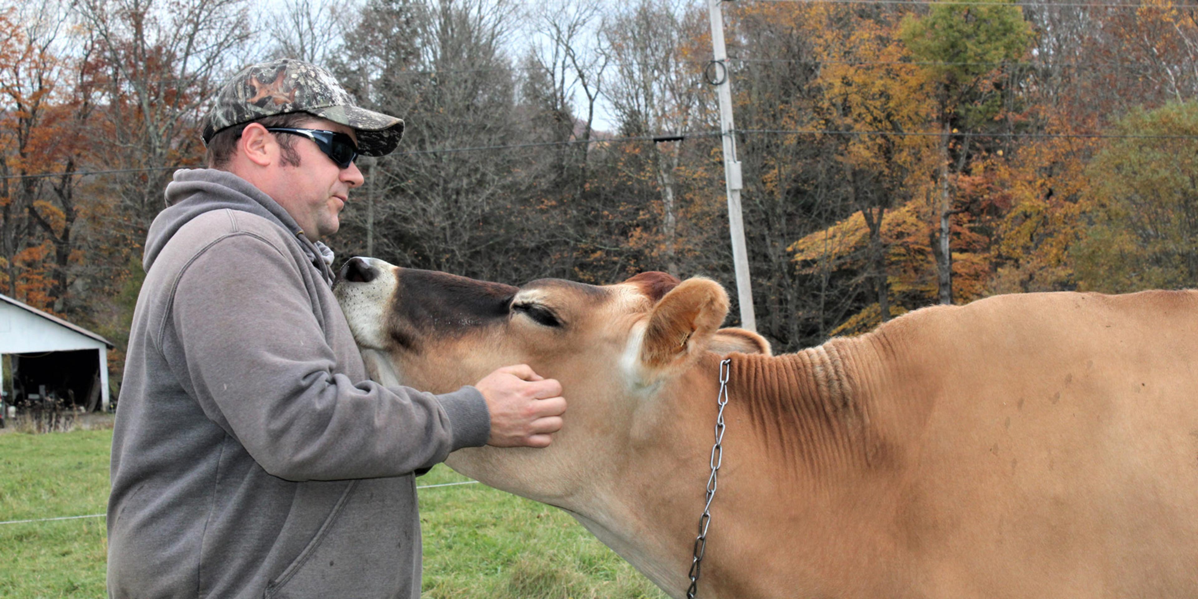 A farmer wearing sunglasses pets a cow.