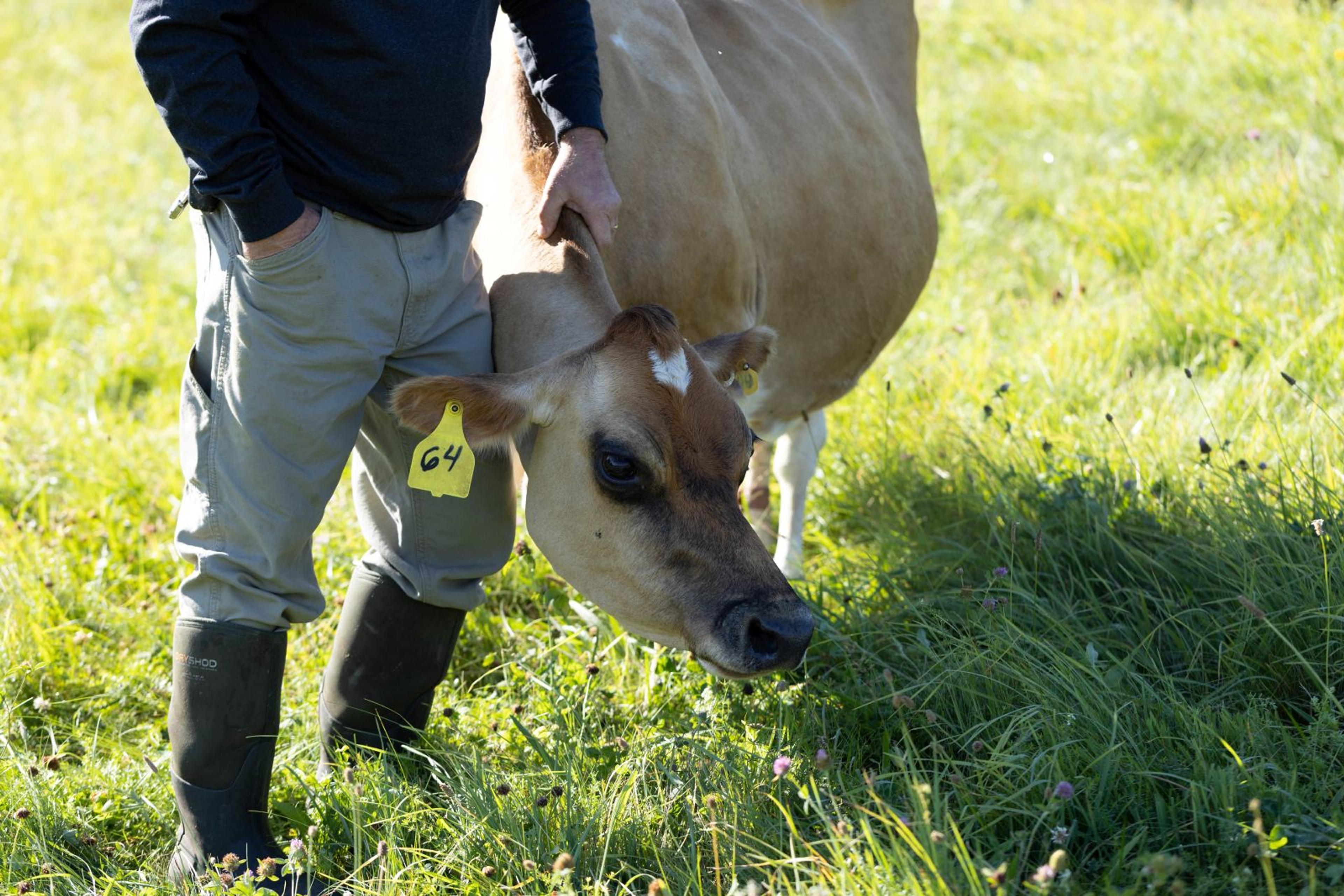 A cow next to a farmer on organic pasture in Vermont.