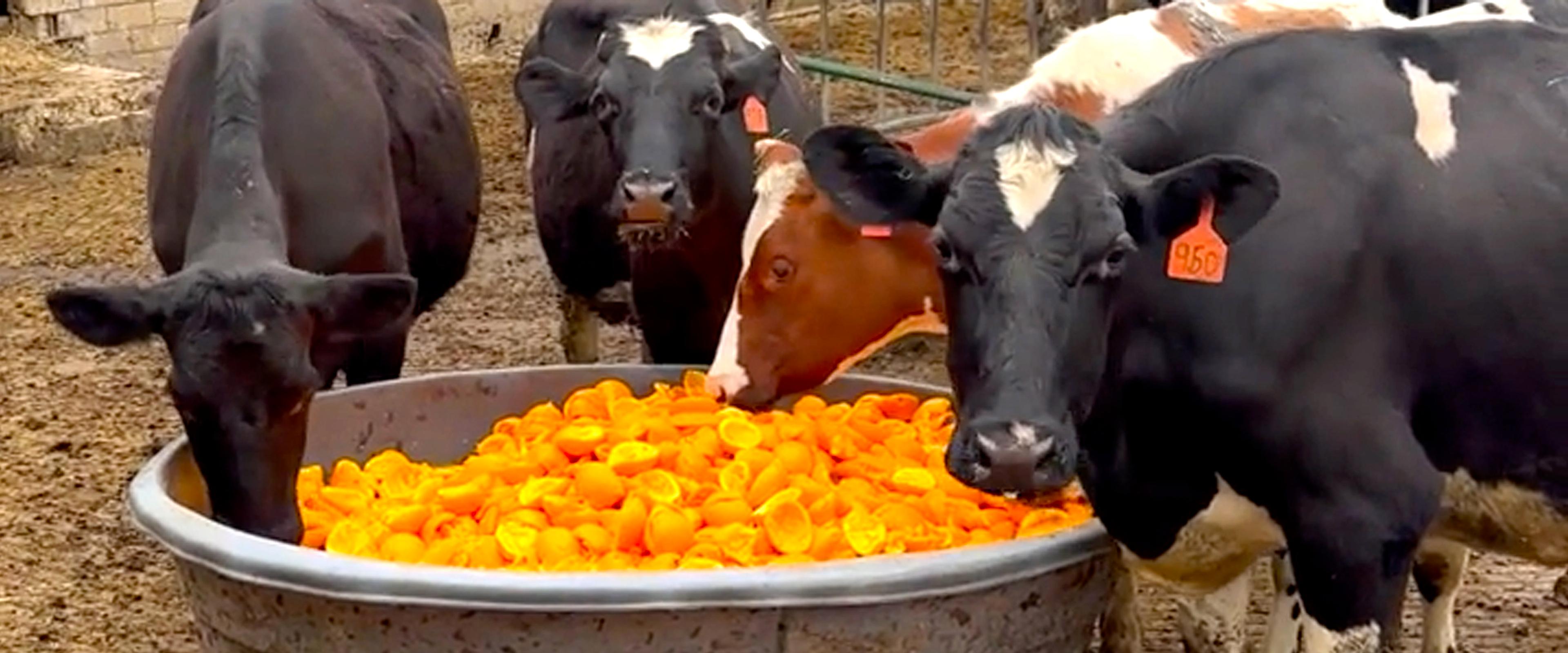 Five organic Holstein cows eat organic orange rinds and peels from a trough full of citrus.