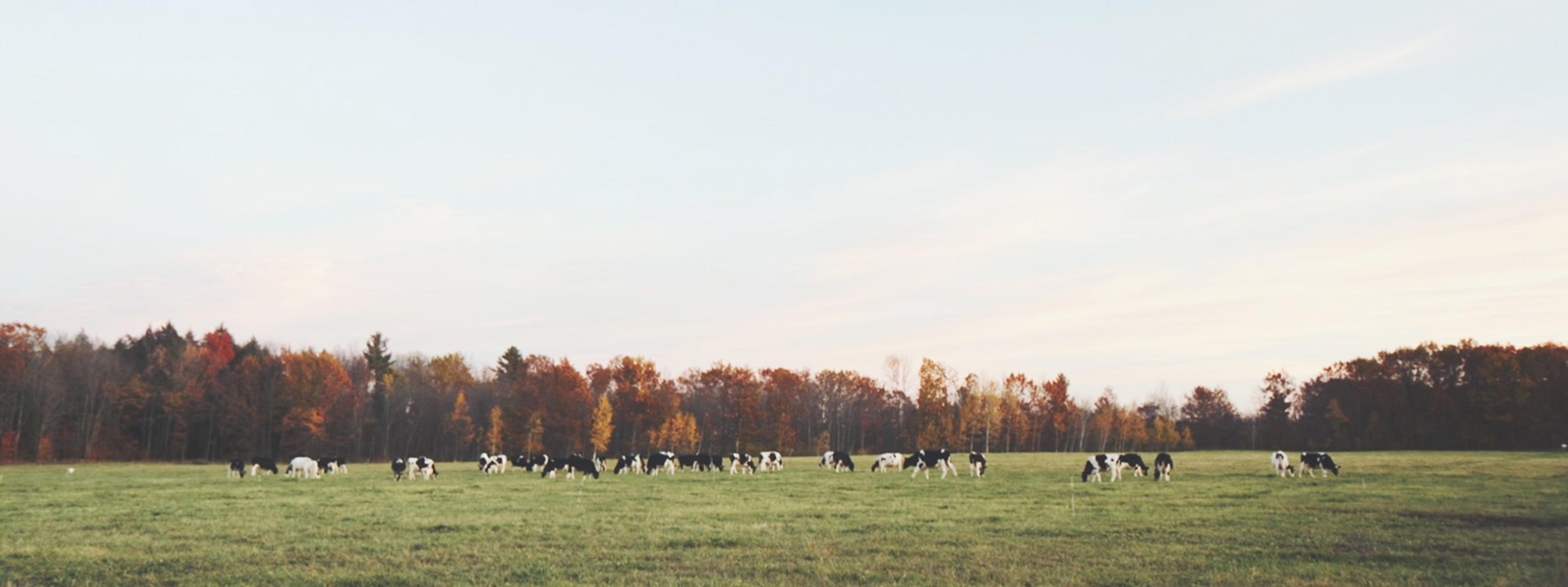 Mahalko's Farm Cows Grazing