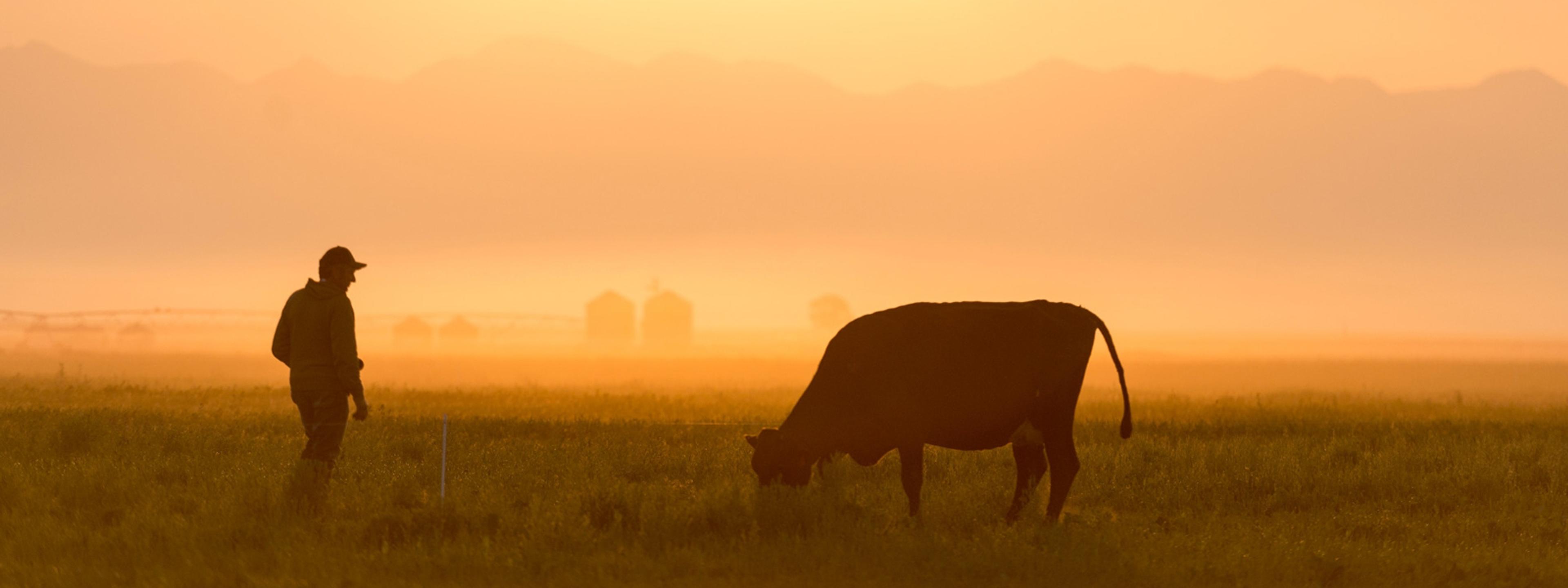 A farmer and a grazing cow are silhouetted against a hazy orange sunset