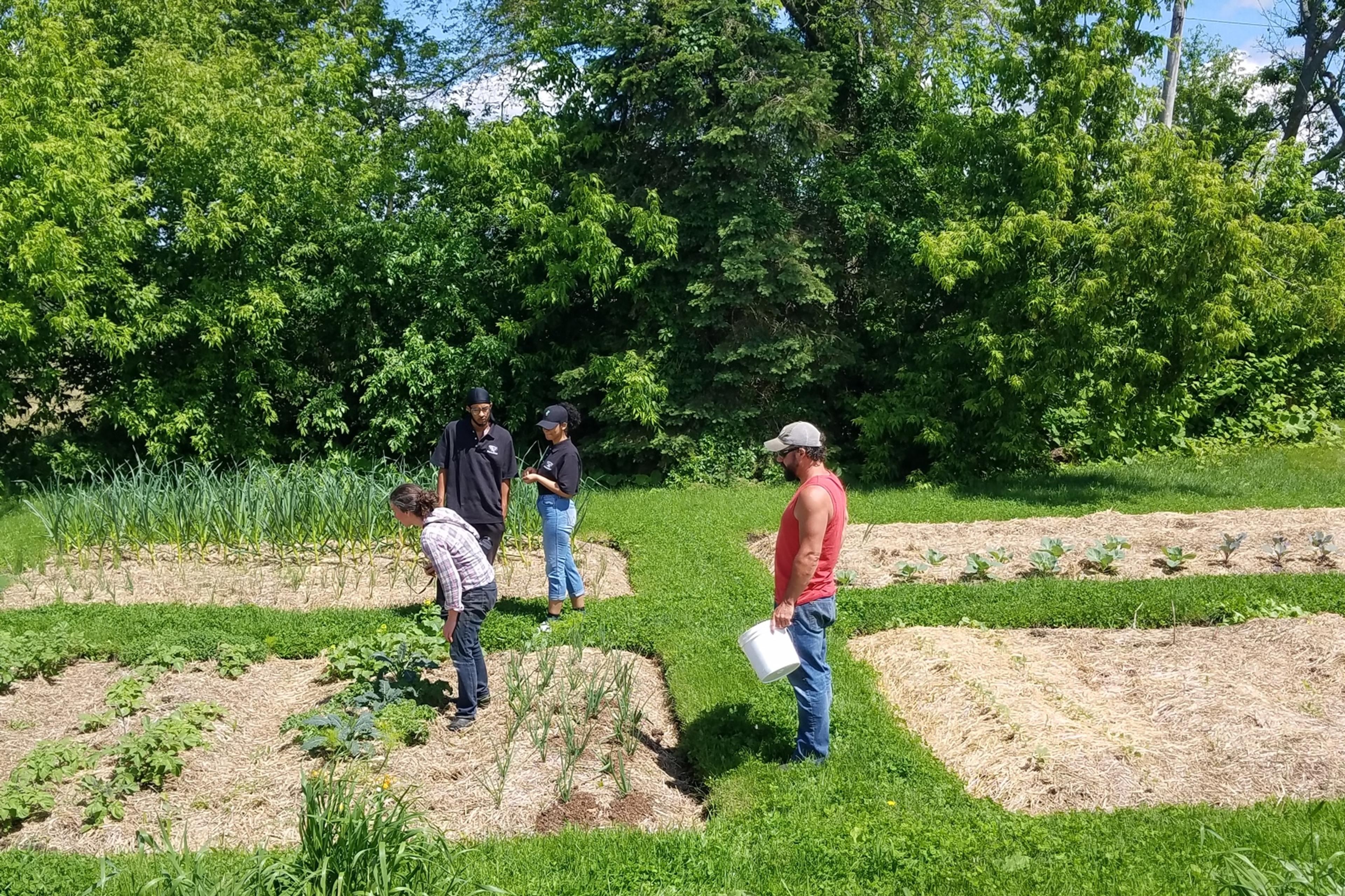 Four people look around a garden plot that has a variety of vegetable plants.