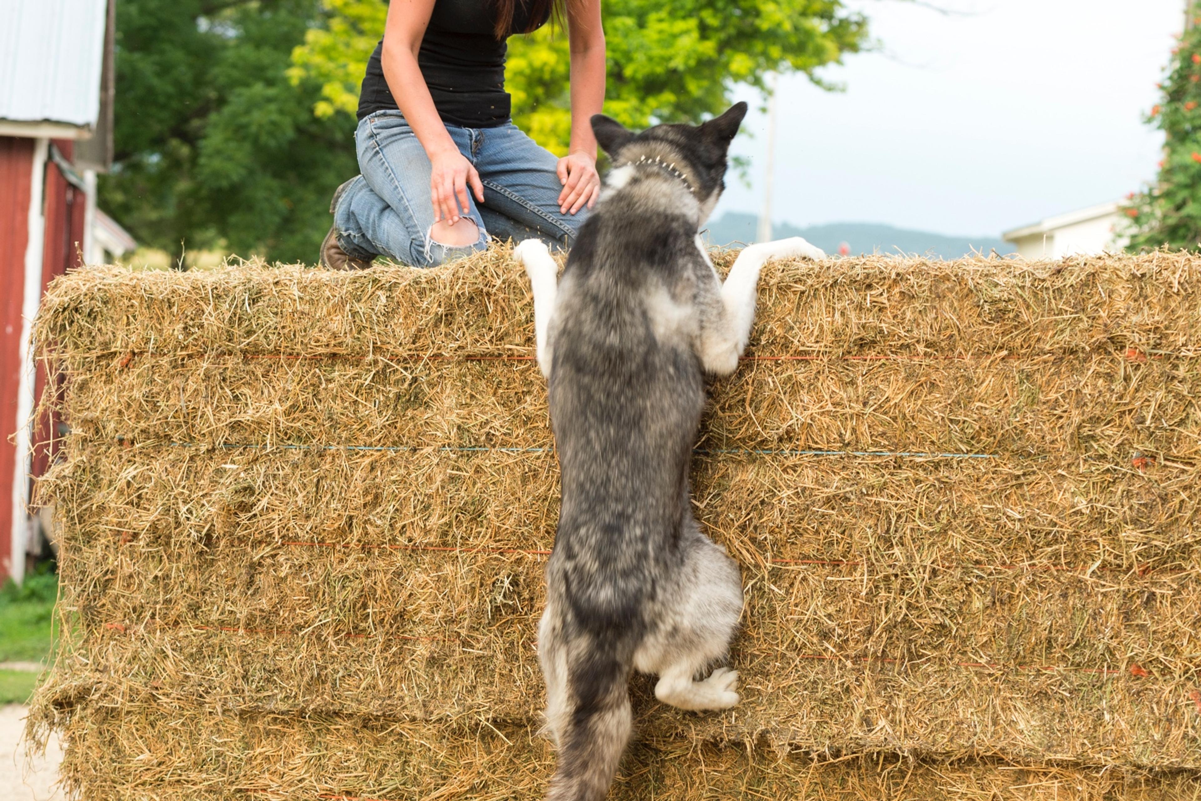 A dog climbs a hay bale to be with the woman kneeling on top.