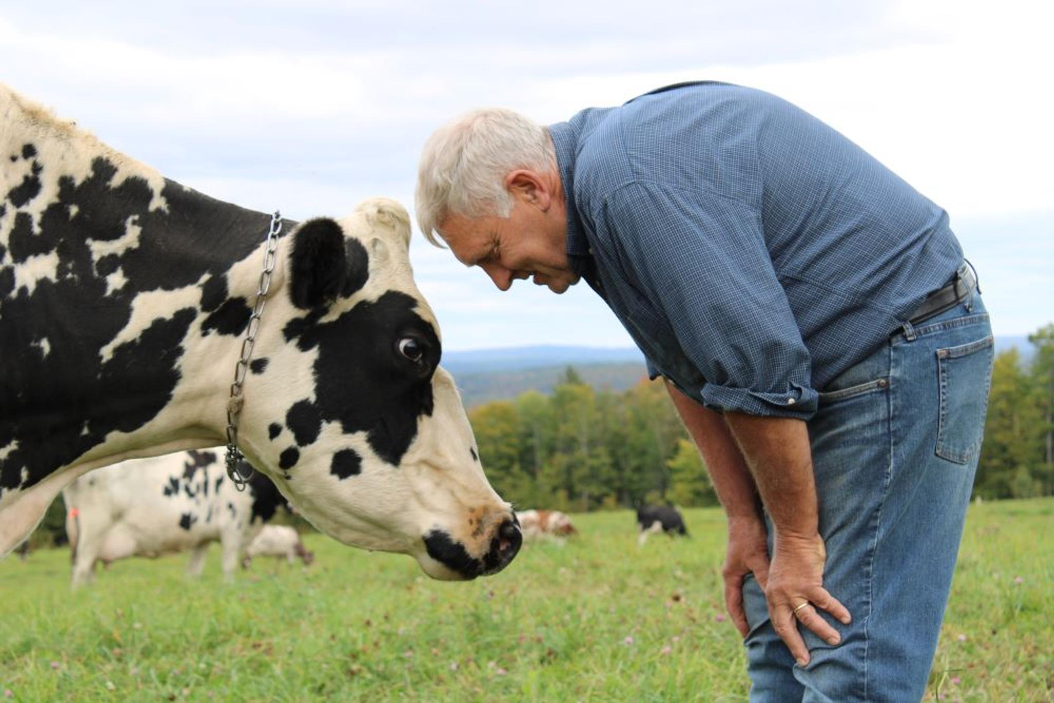 A farmer smiles while getting close up with a Holstein cow.