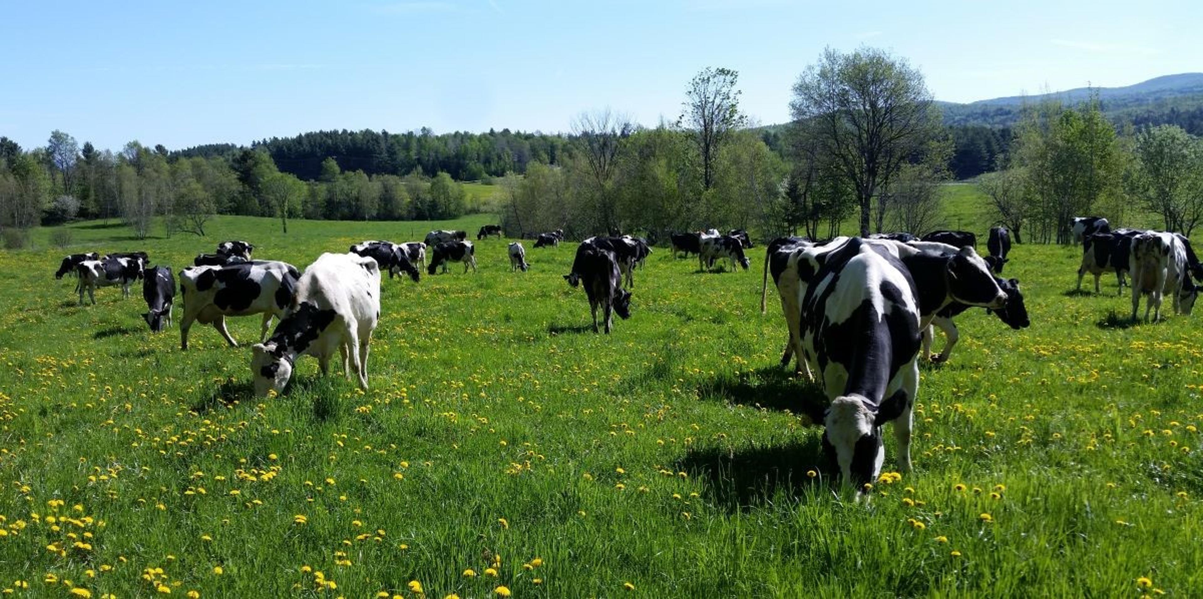 Cows eat from an organic pasture at an Organic Valley farm in Vermont.