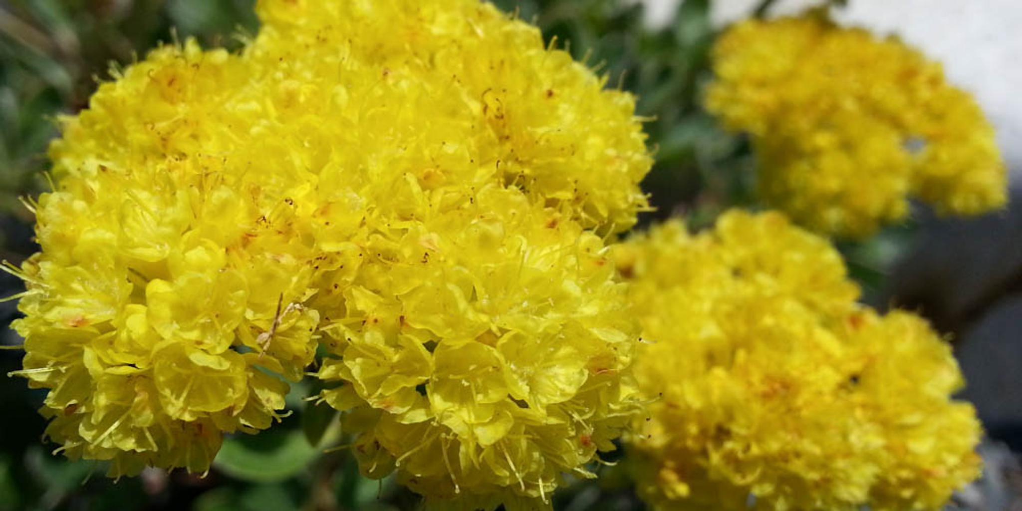 A close-up of sulphur buckwheat blossoms. 