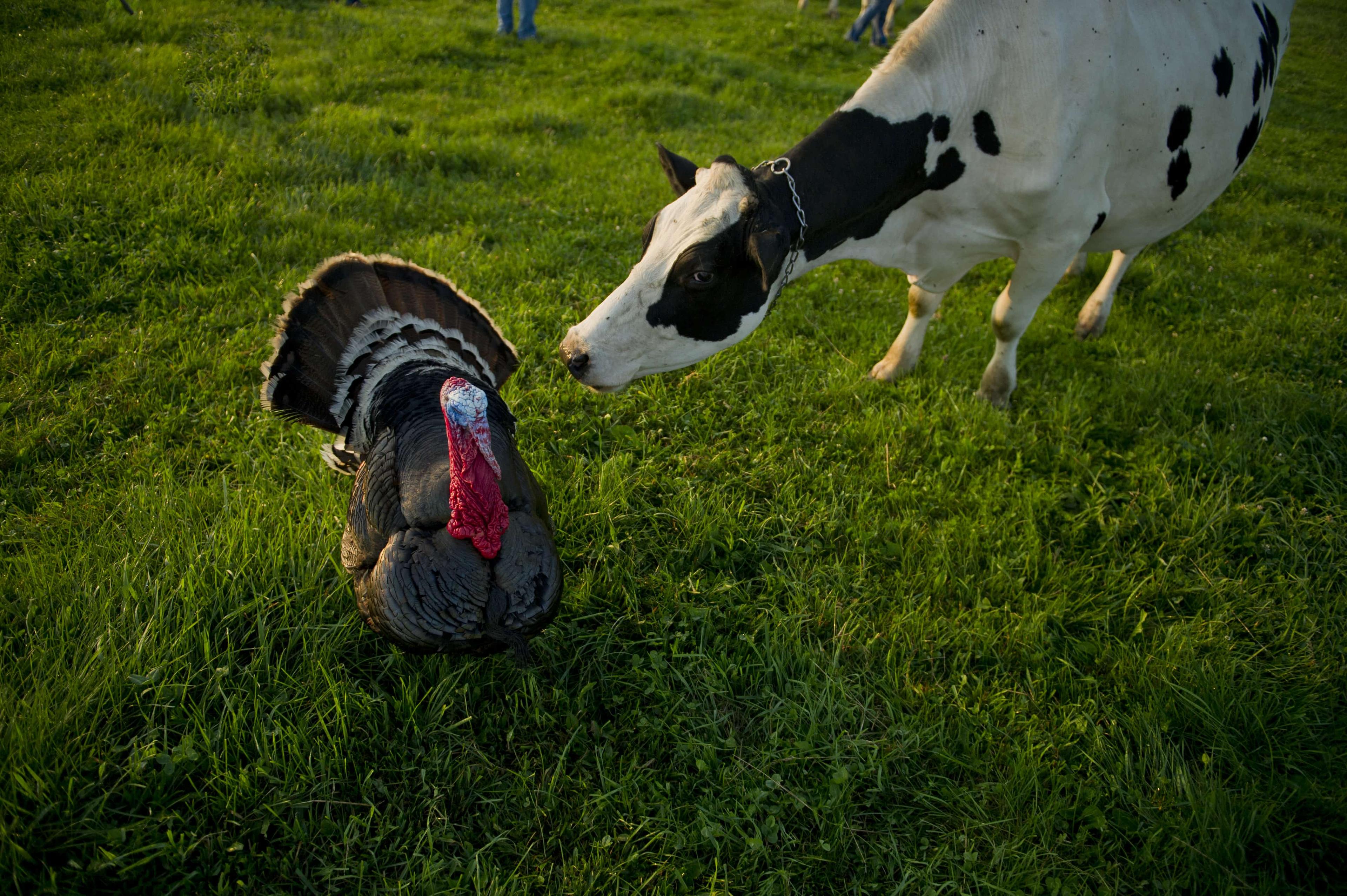 A cow and turkey stand in a field at an Organic Valley farm in New York.