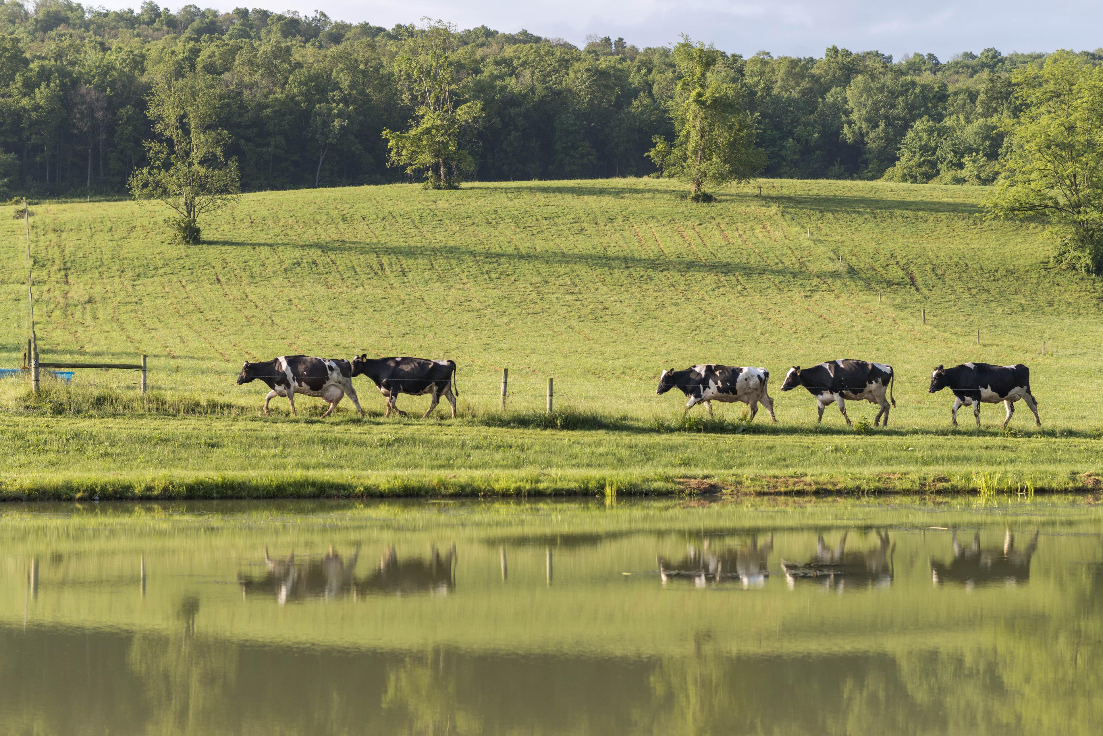 A riparian buffer protects water by keeping cows from it.