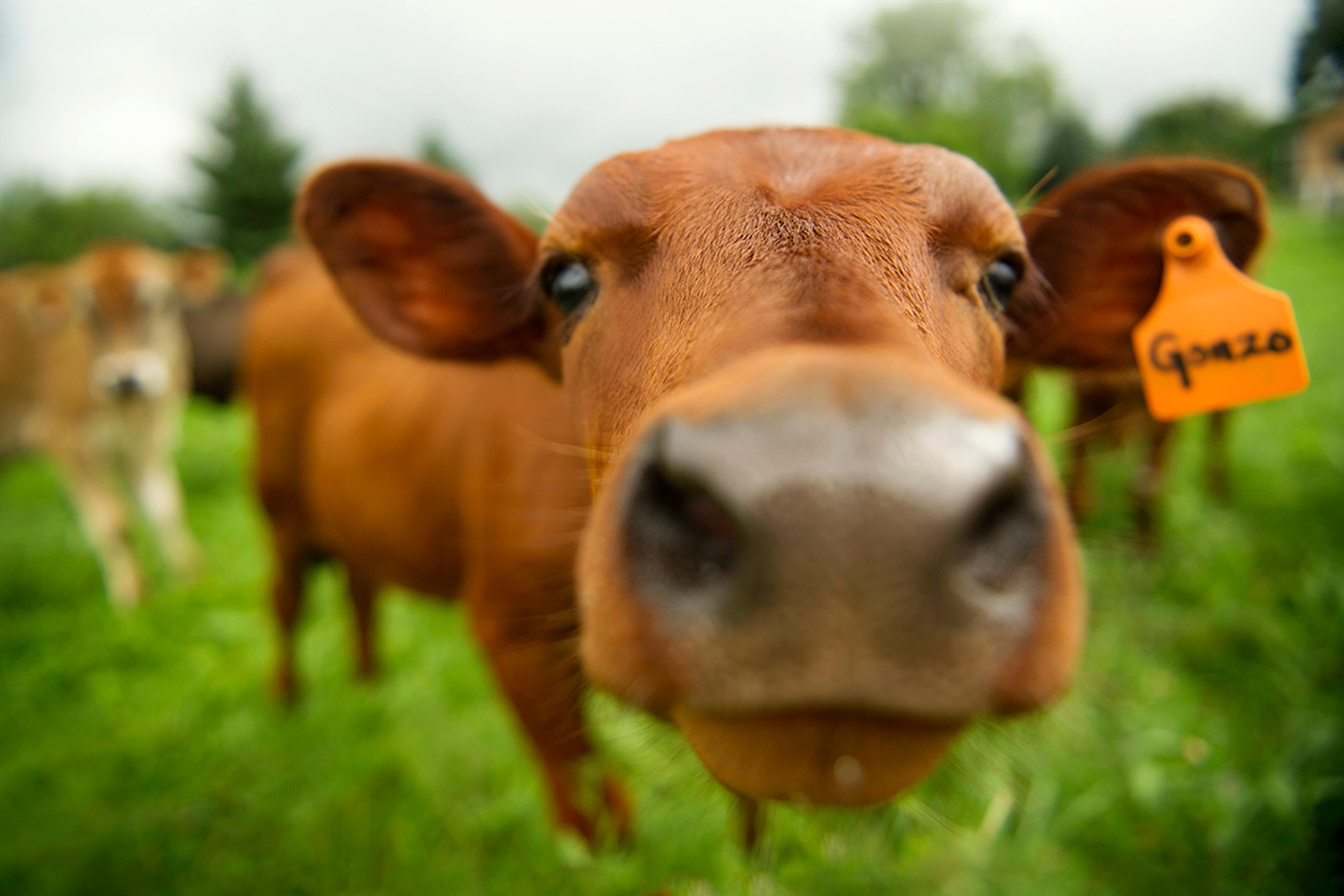 Cow's nose says hello to the camera on the Webb Farm in Vermont.