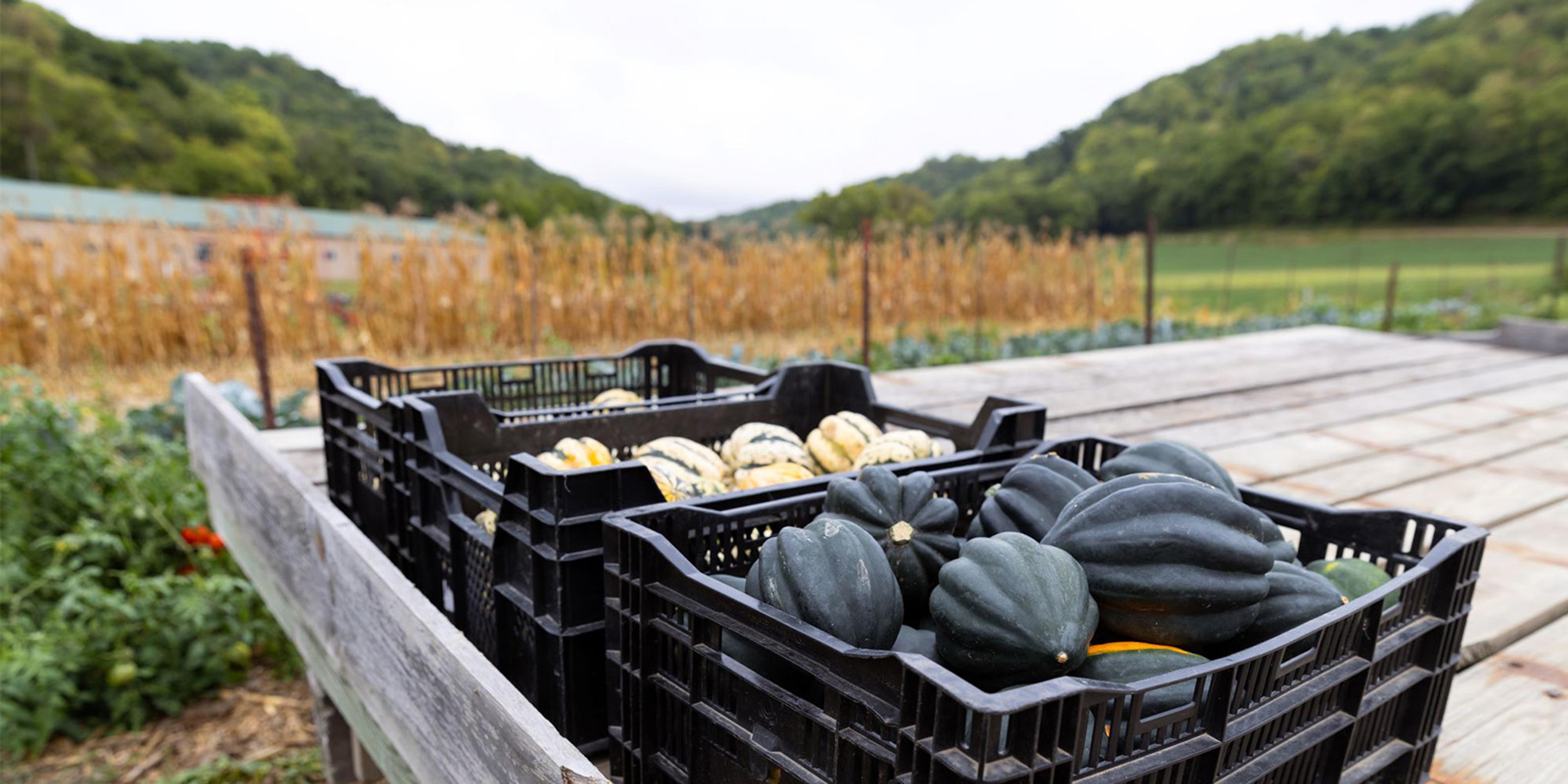 Three bins of squash sit on a hay wagon on a Wisconsin farm.