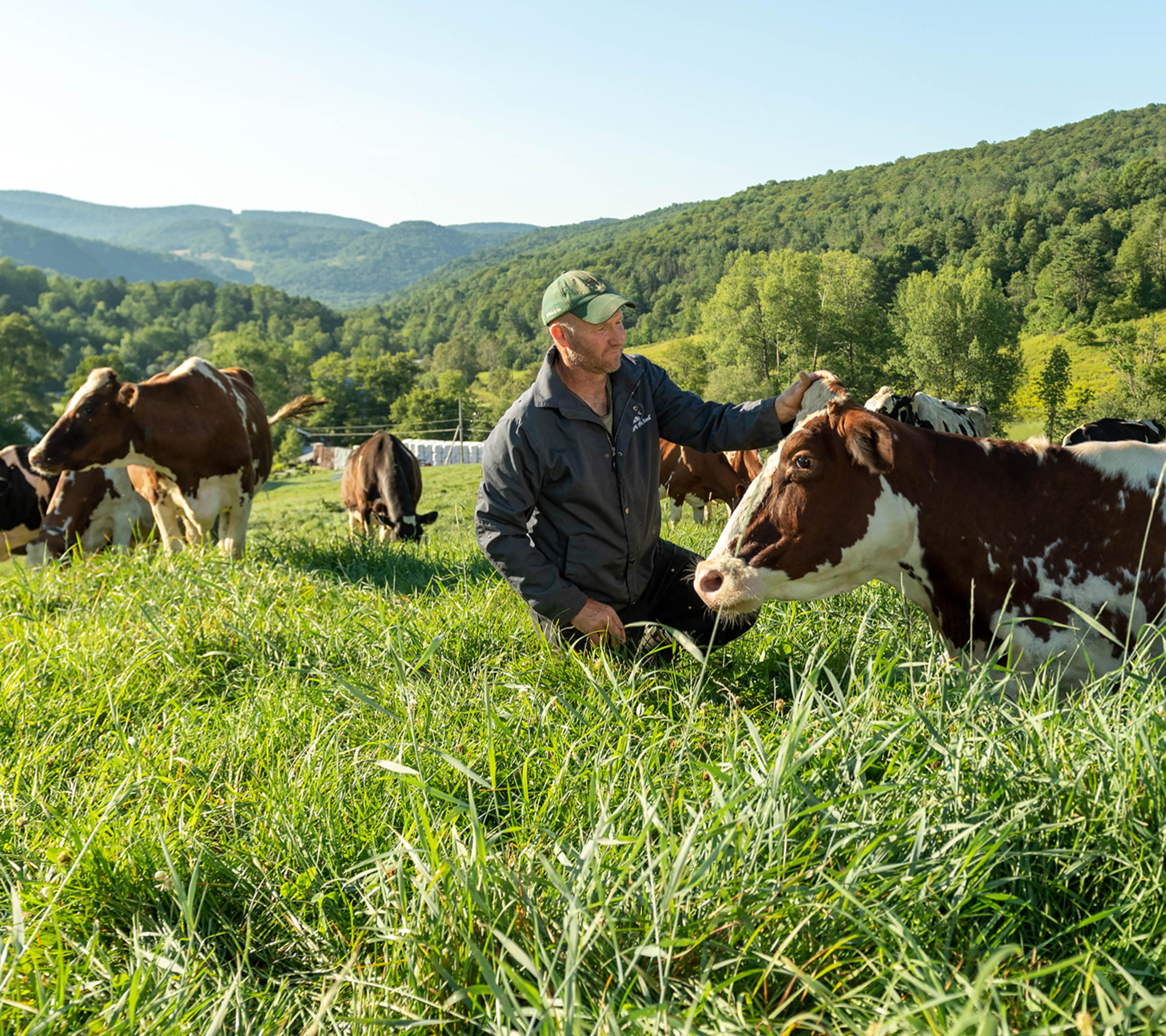 Farmer and cows on pasture grazing
