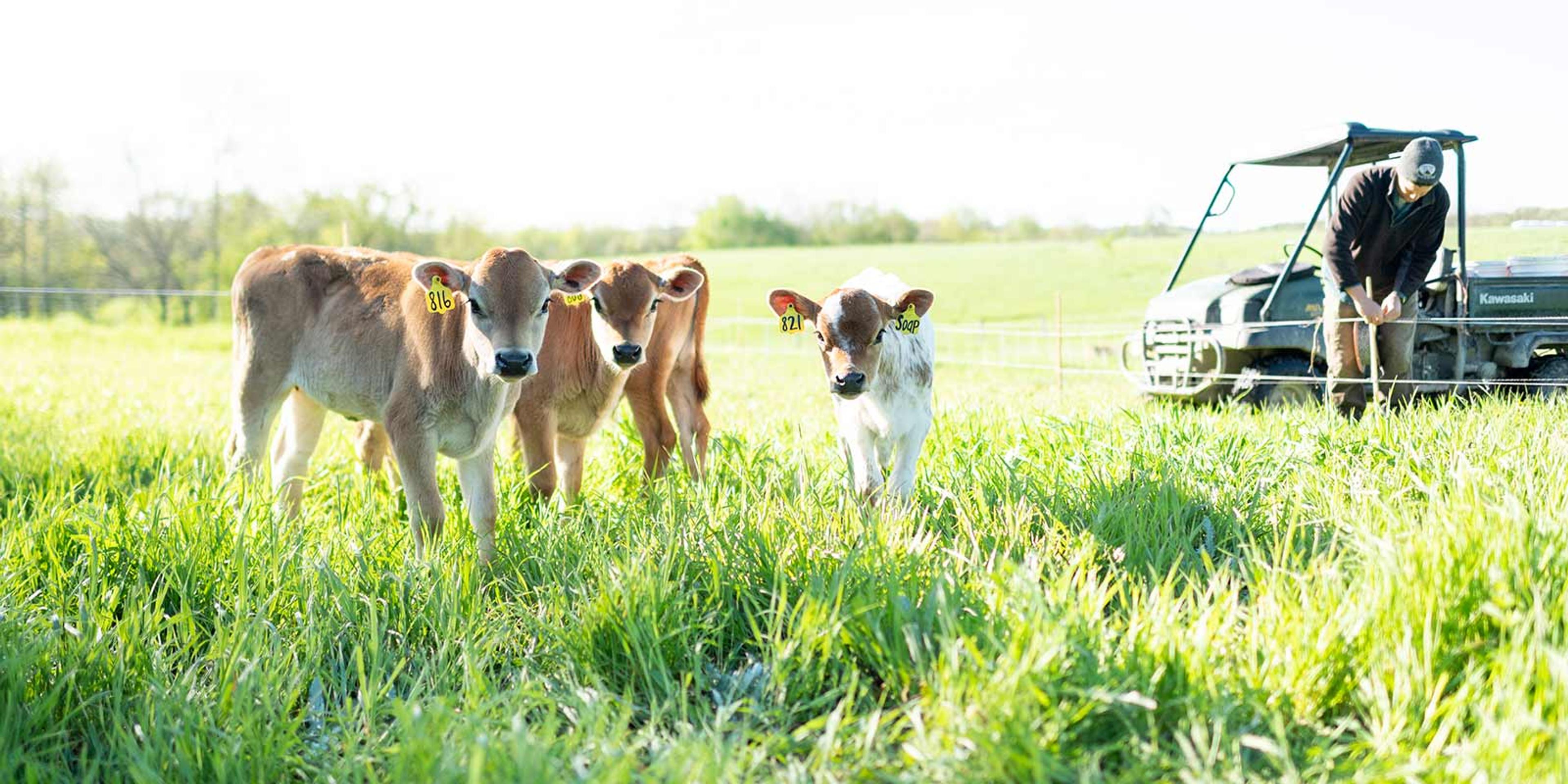 Three calves look at the camera while standing in tall grass. In the background, an Organic Valley farmer adjusts the fence.