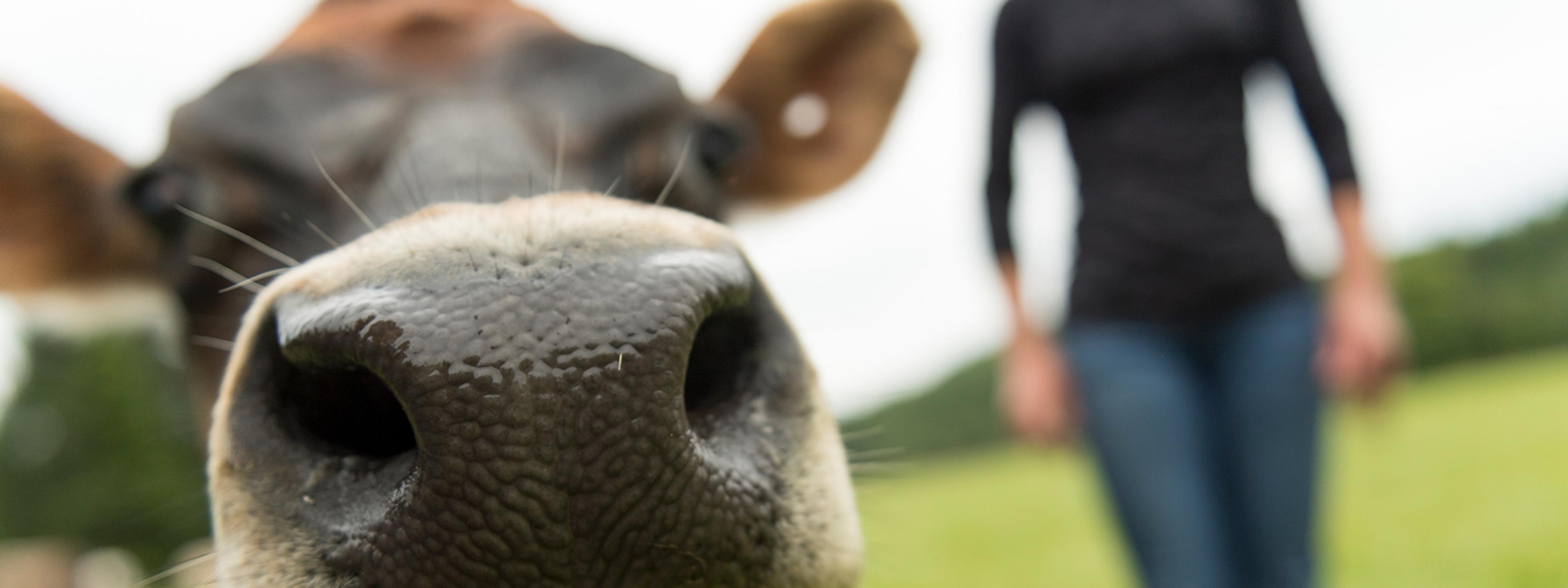 A cow standing in the pasture on an Organic Valley farm