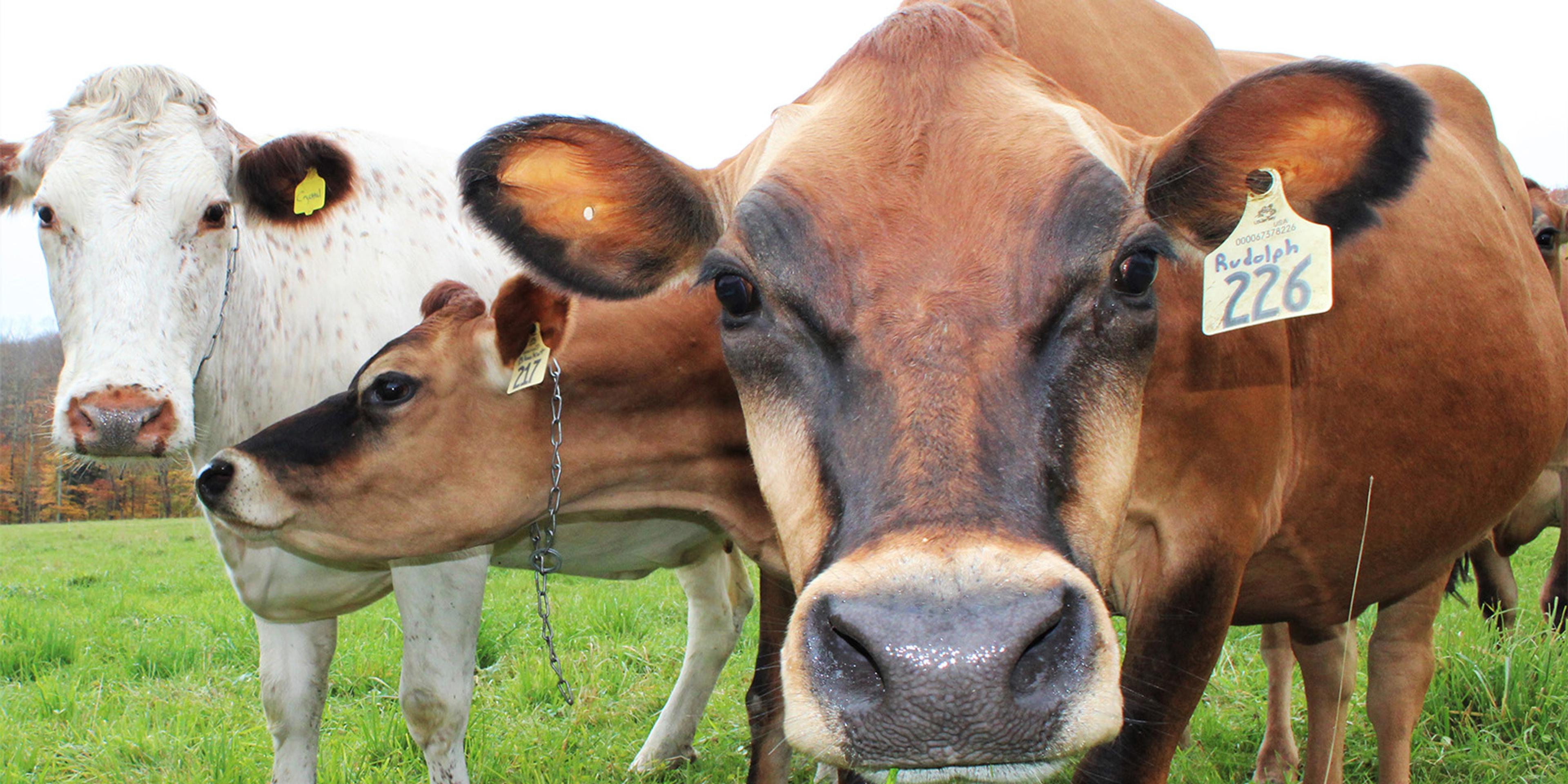 A cow named Rudolph.