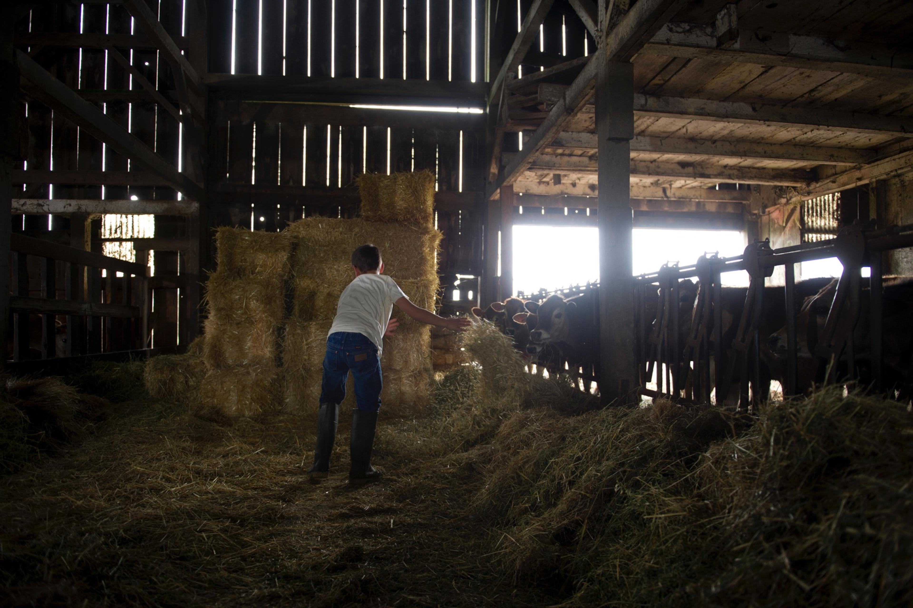 A boy in a white shirt, jeans and boots tosses grass hay to cows.