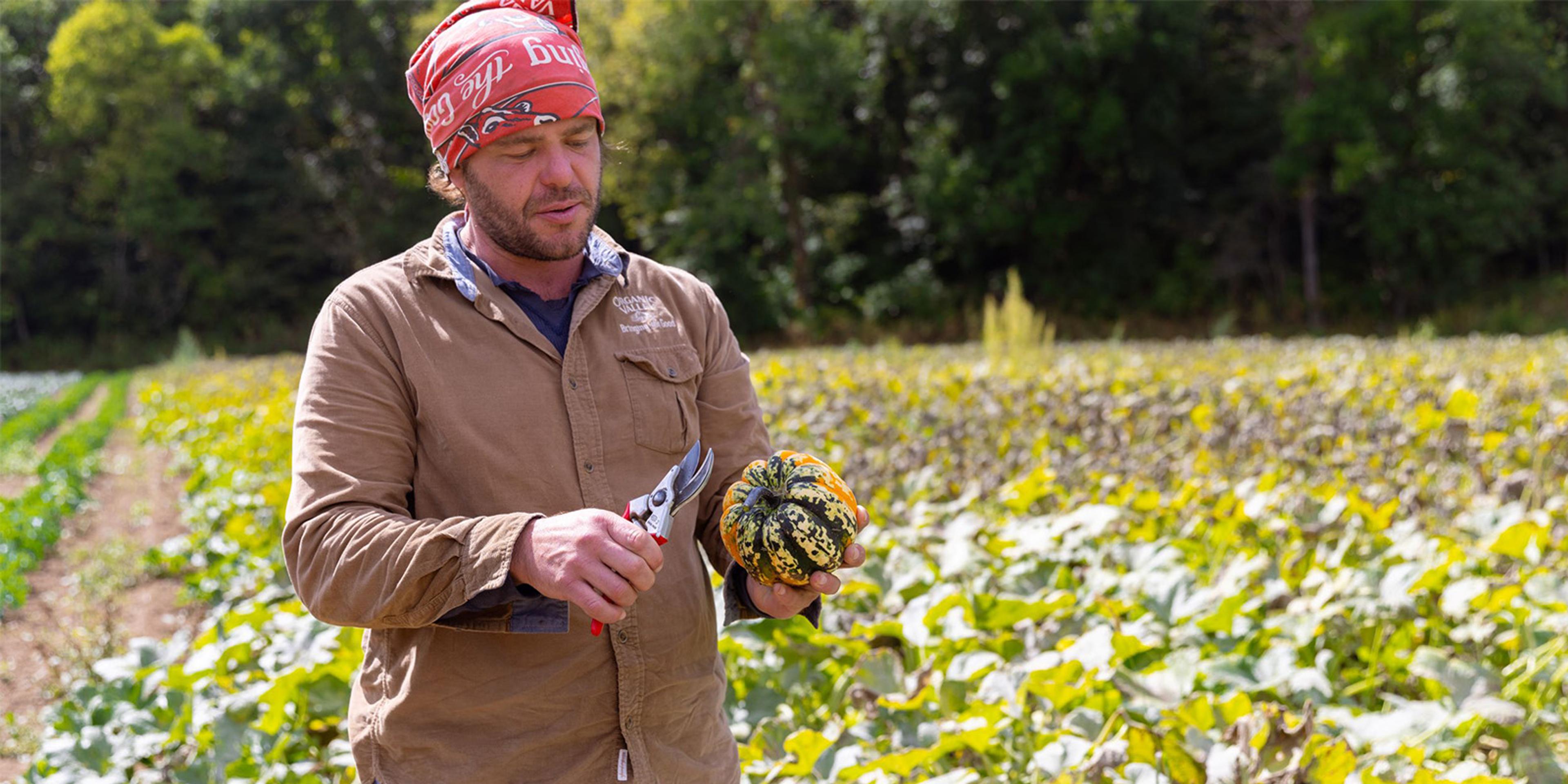 An Organic Valley farmer holds fresh-picked squash in a field.