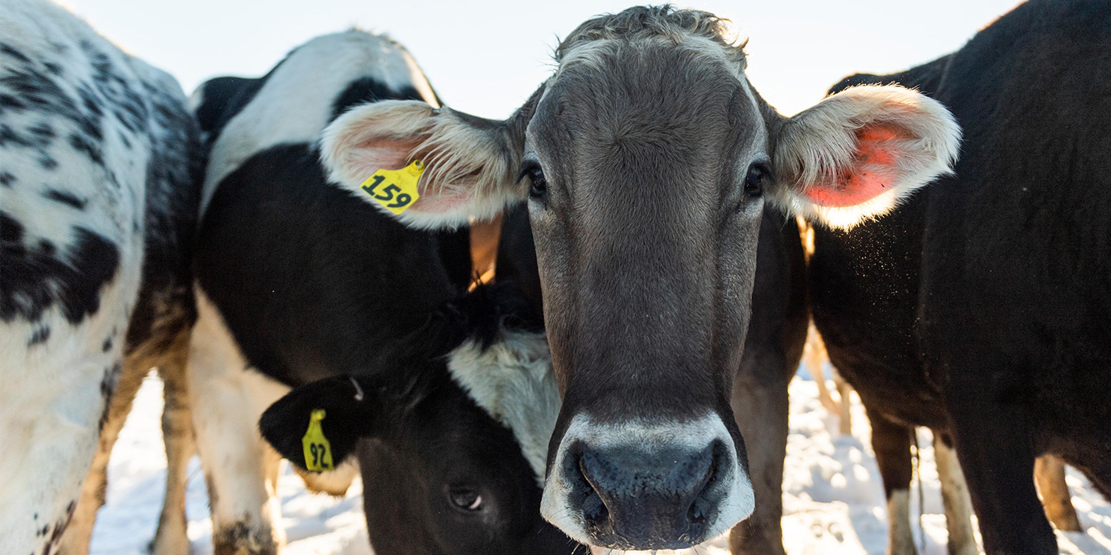 Two cows look at the camera in a snow-covered field at the Gearing farm in Wisconsin.