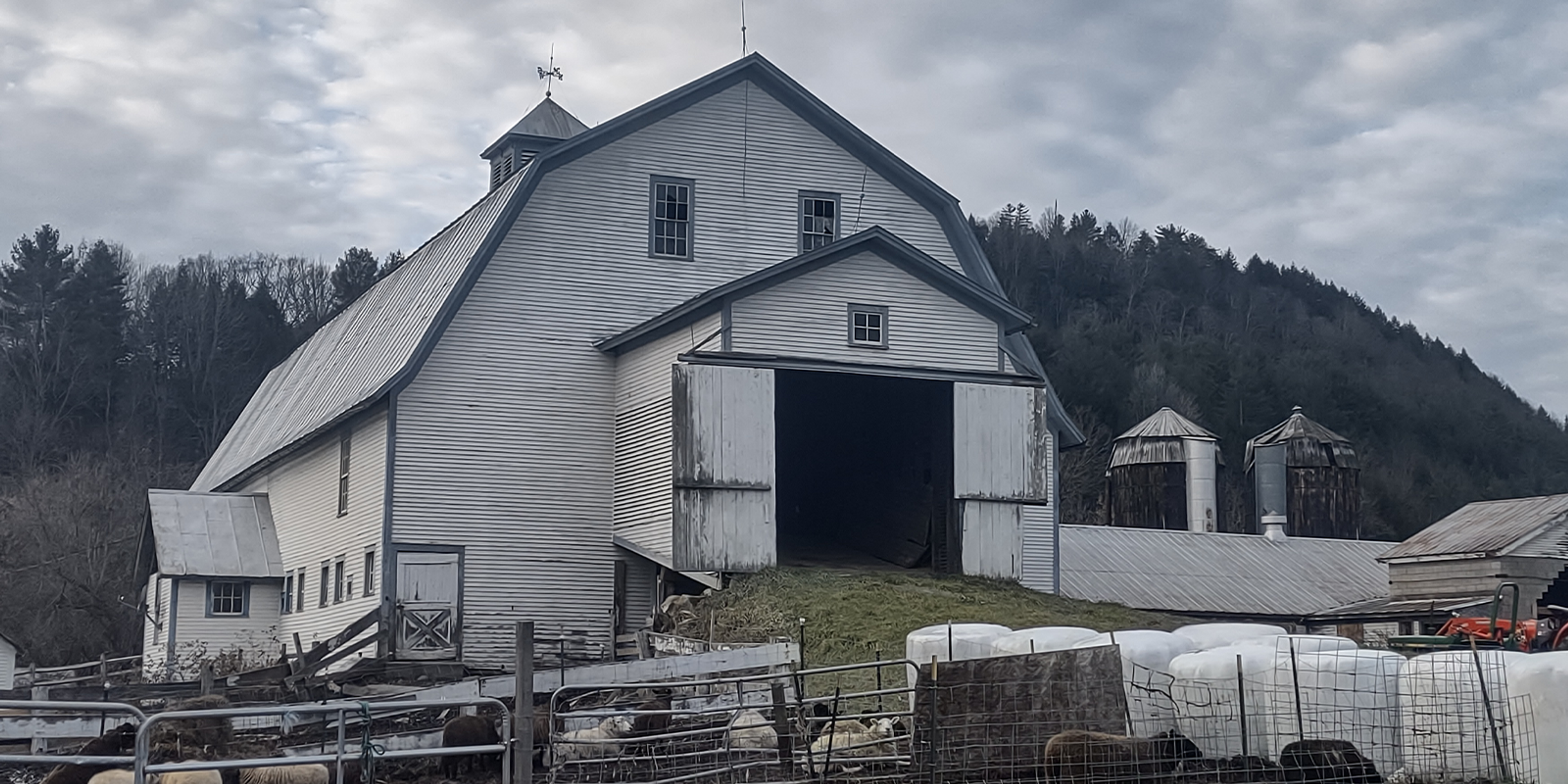Sheep are fenced in front of the Howe barn in Vermont.