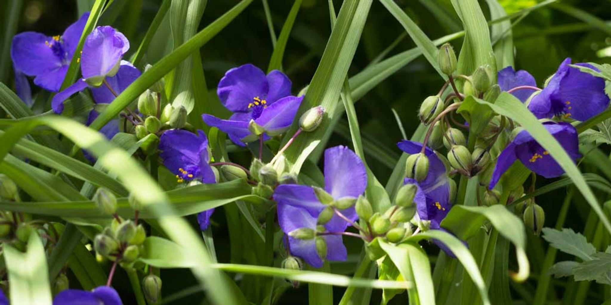 A mix of Ohio spiderwort blooms and leaves.