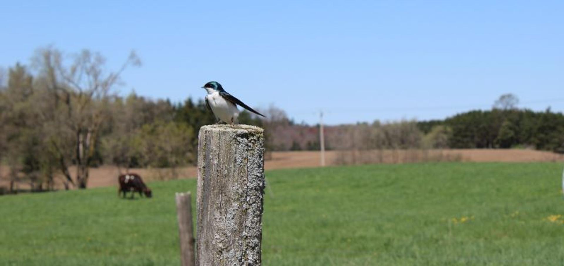 A tree swallow at Corby Groen's farm in Wisconsin.